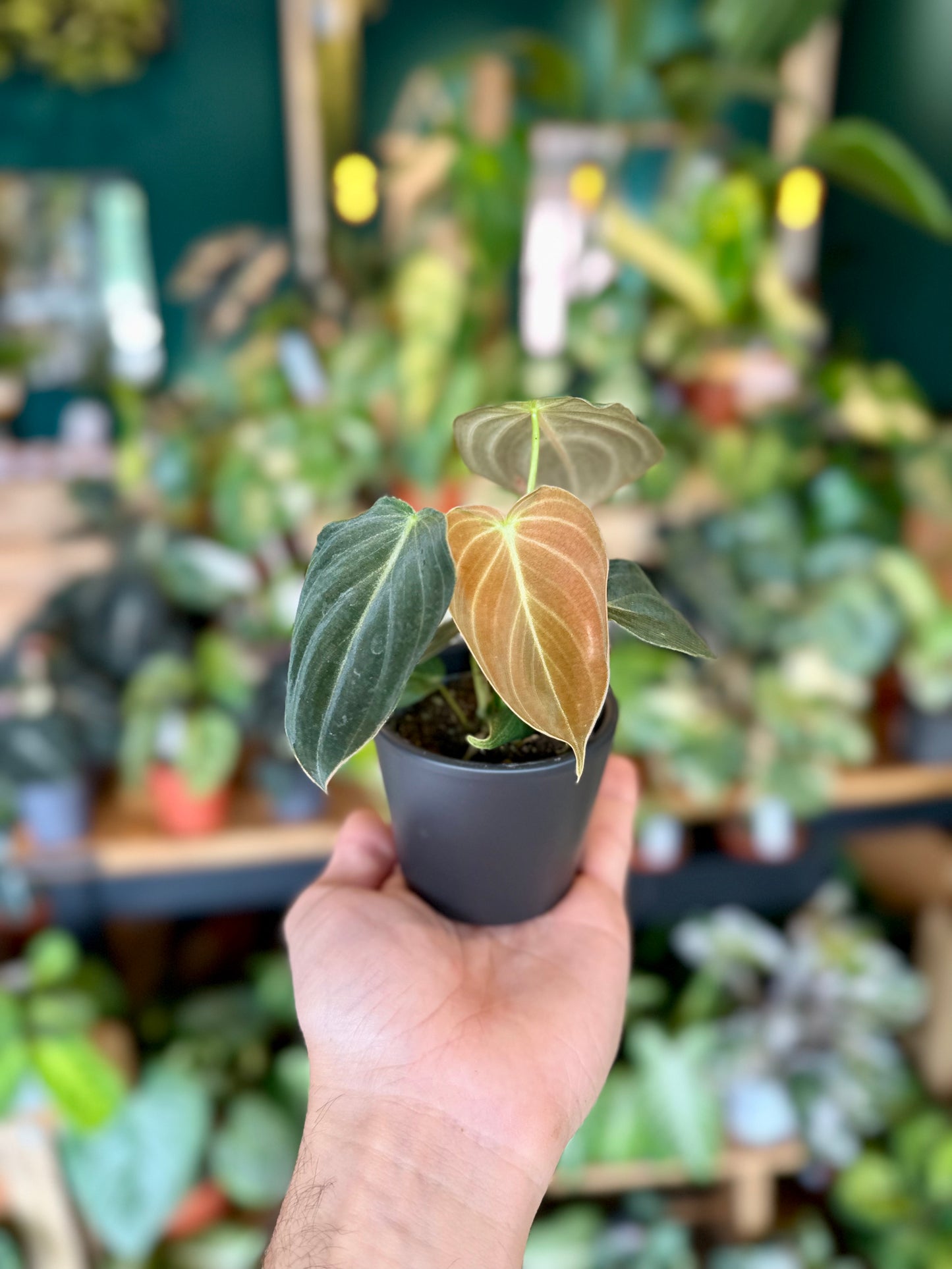 Philodendron Melanochrysum - Baby plant