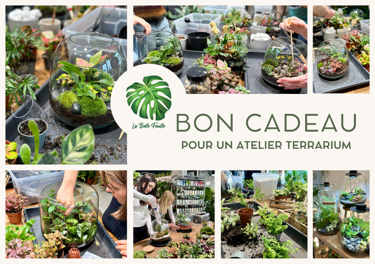 Bon cadeau pour un Atelier Terrarium