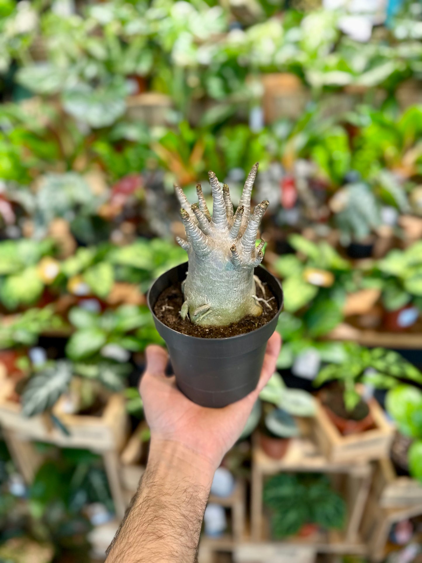 Adenium Obesum Baobab - Rose du désert