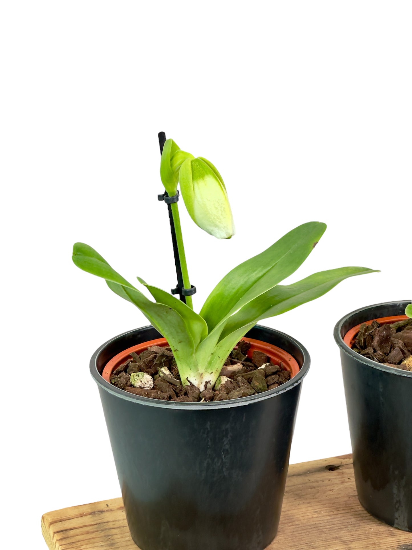 Paphiopedilum Sanderae ''SP''