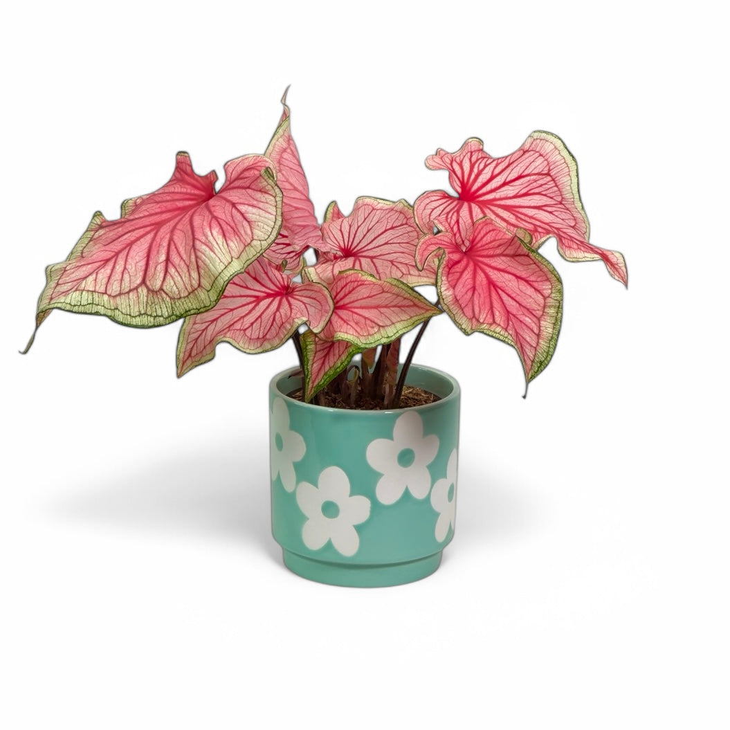 Cache-pot 'Flower' Ø12.5 cm