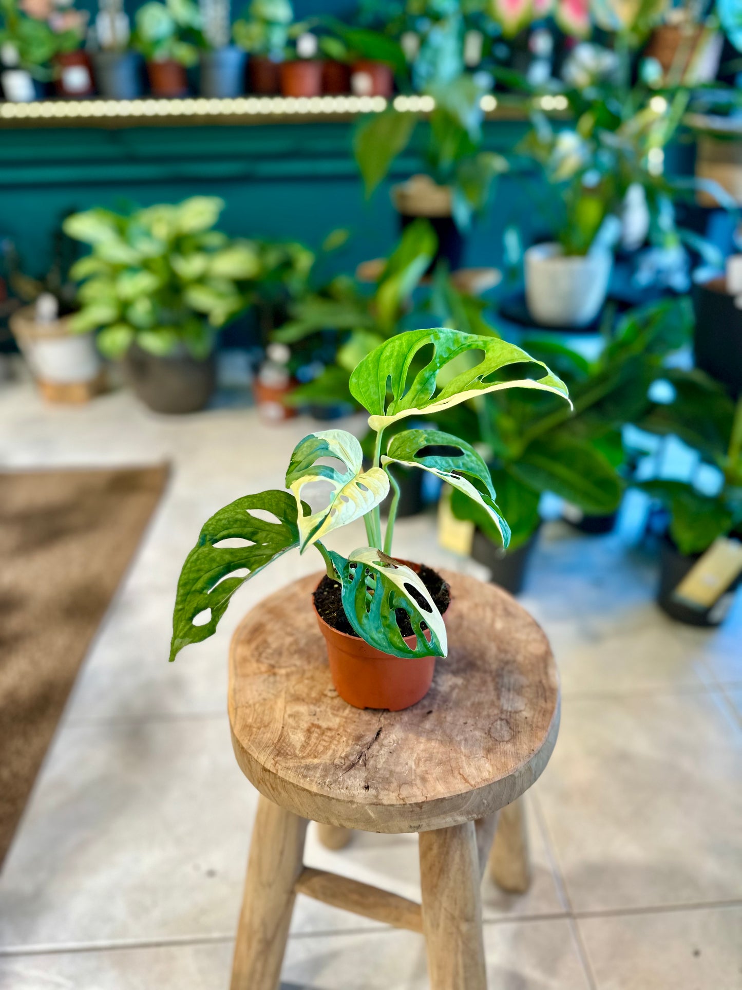 Monstera Adansonii variegata