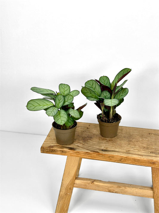 Ctenanthe Burle-marxii Amagris - Baby plant