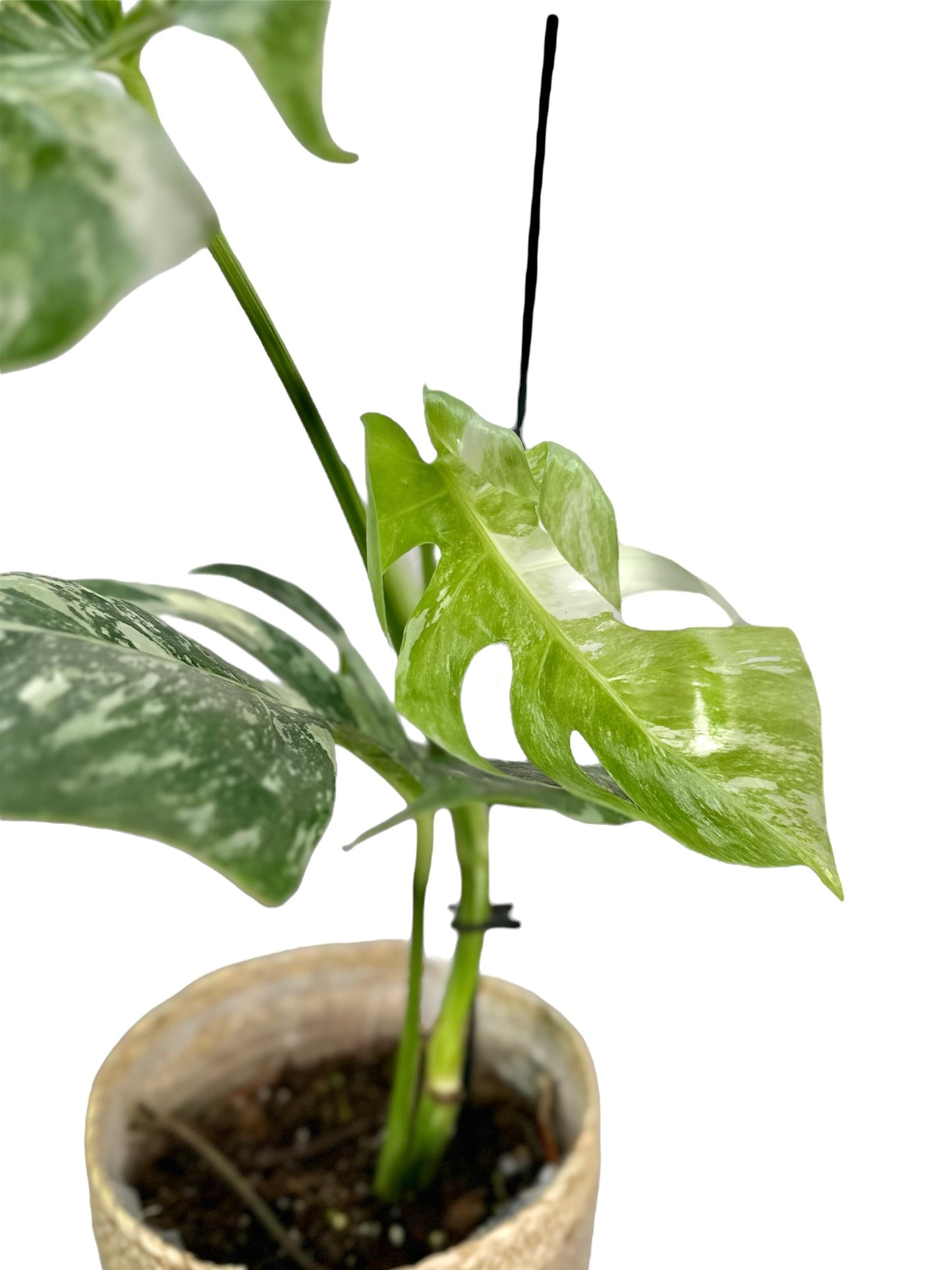 Monstera Borsigiana variegata 1005
