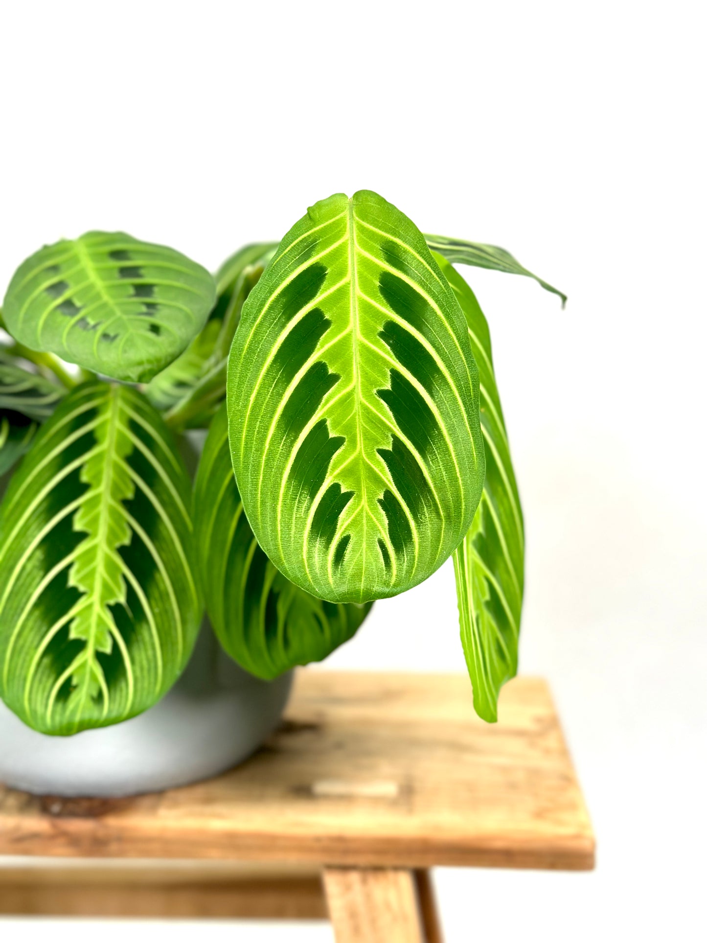 Maranta Leuconeura Lemon Lime