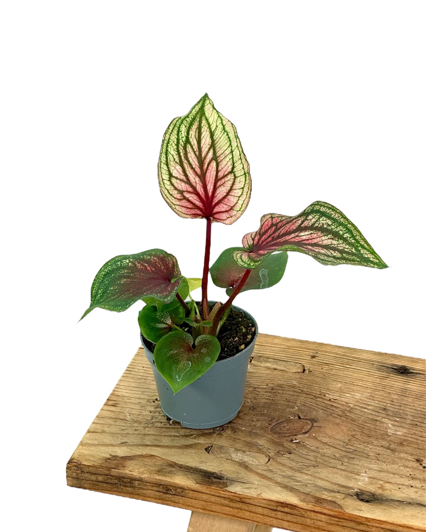 Caladium Lucia - Baby plant