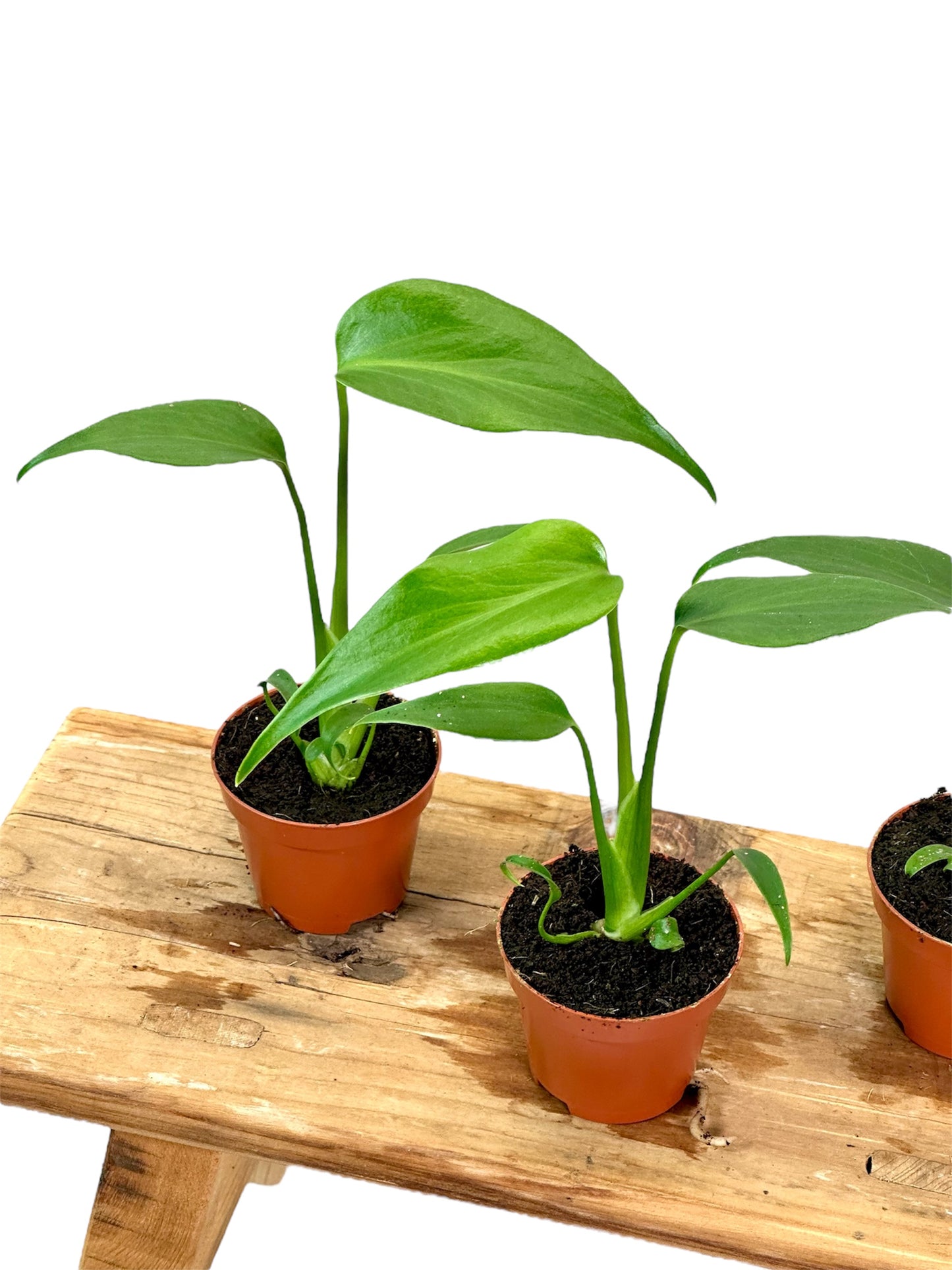 Monstera Burle Marx Flame - Baby plant