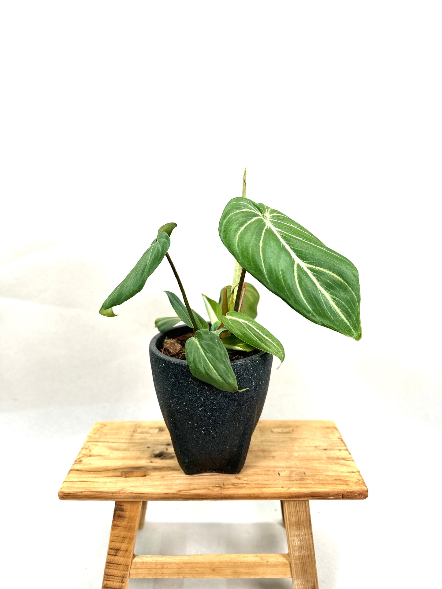 Philodendron Gloriosum (M)