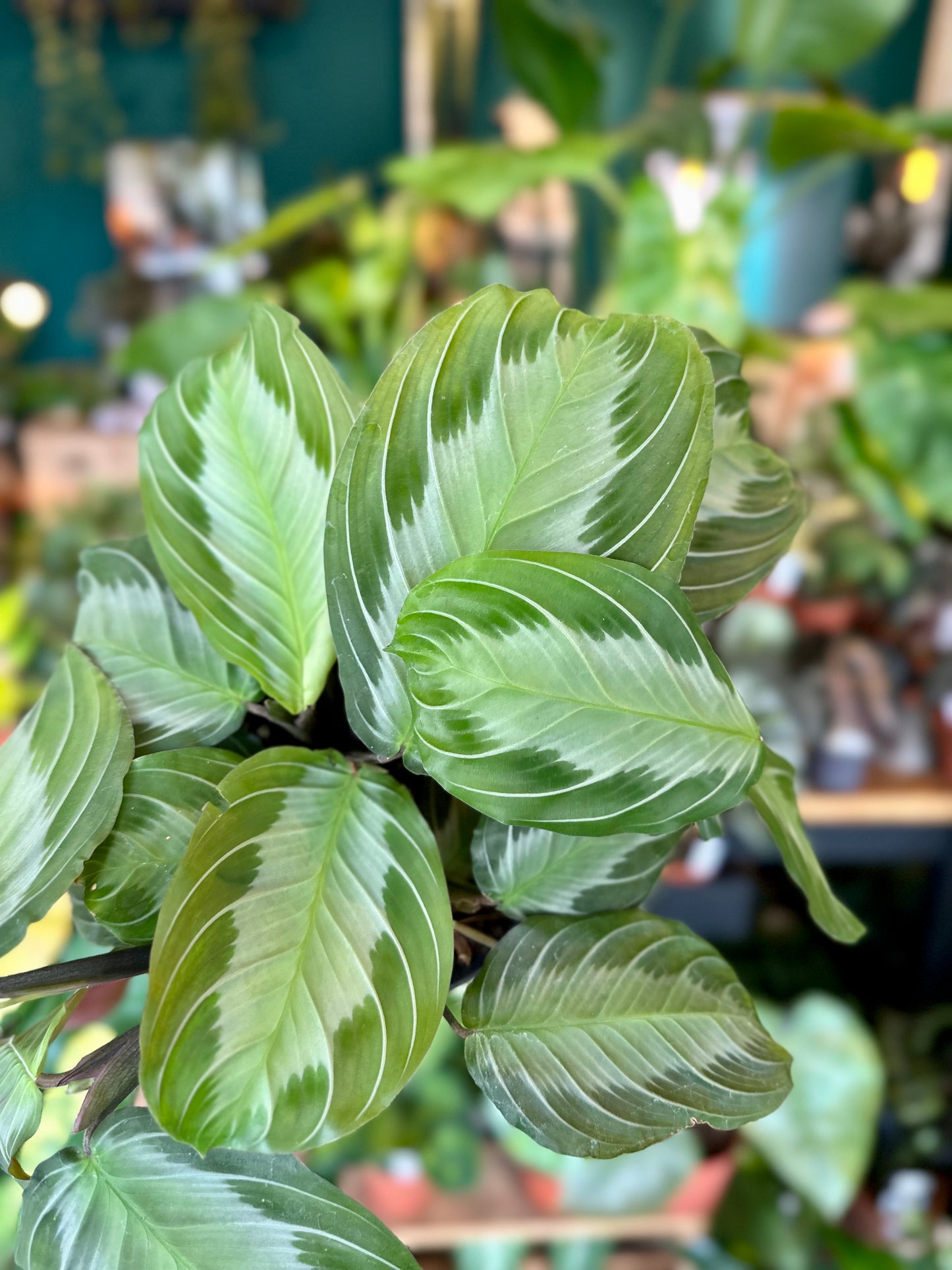 Maranta Silver Band