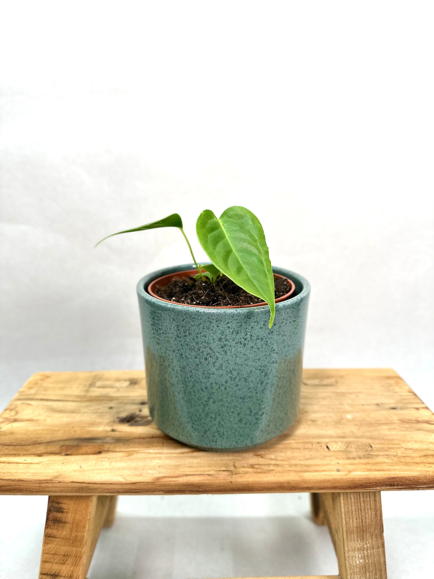 Anthurium Veitchii