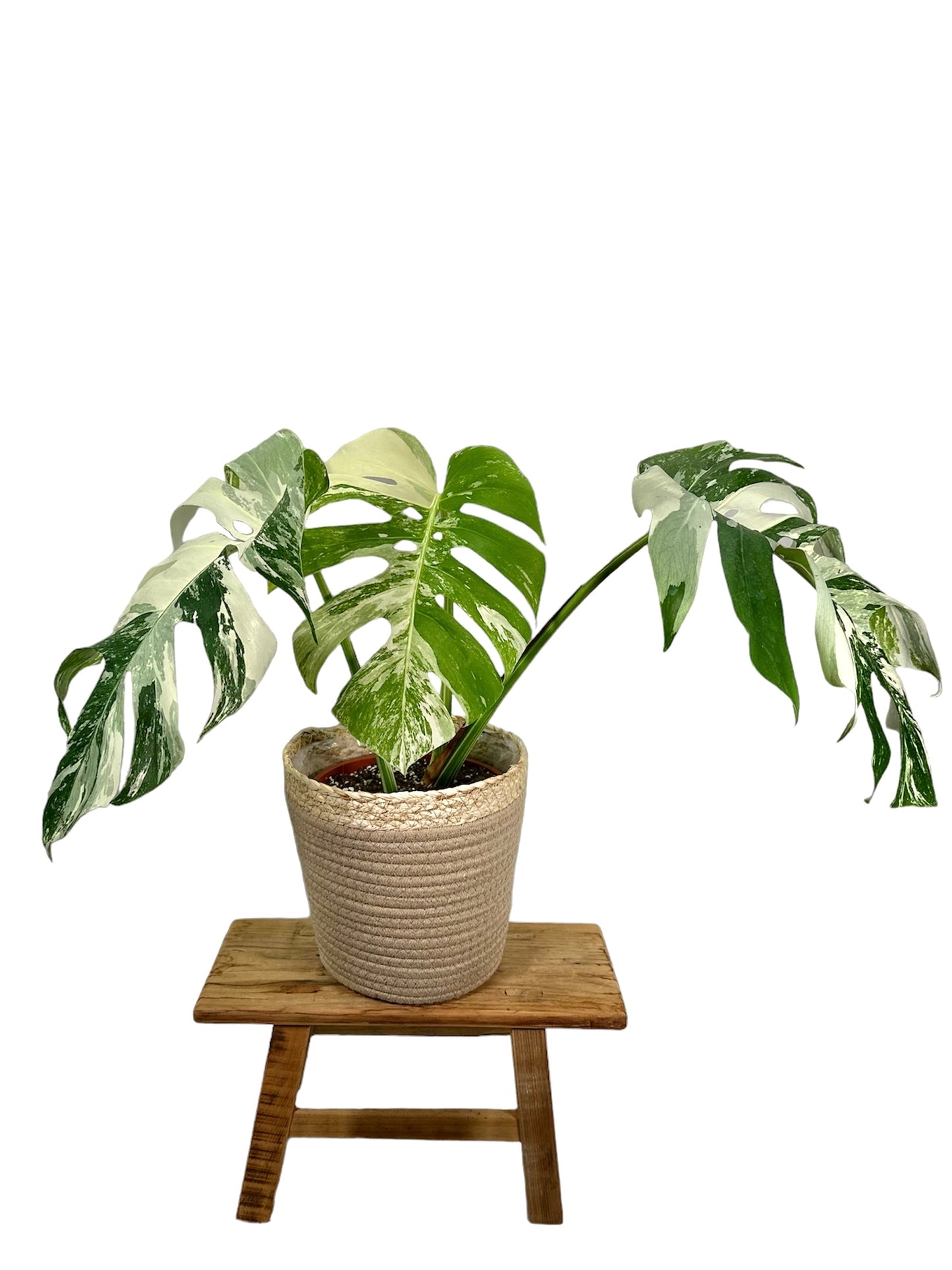 Monstera Deliciosa variegata 1001