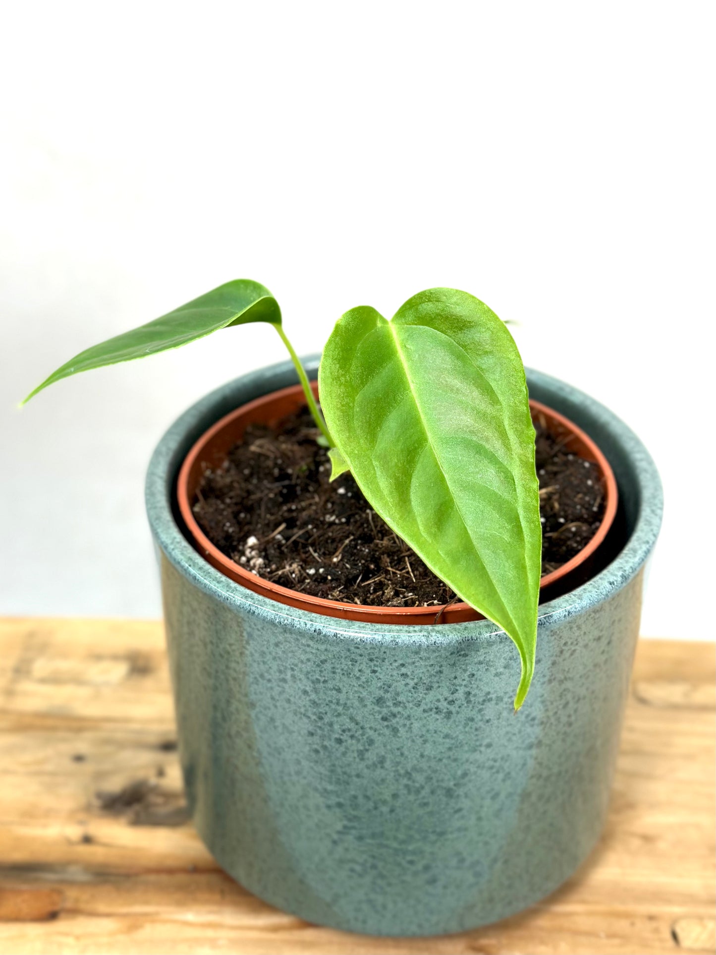 Anthurium Veitchii