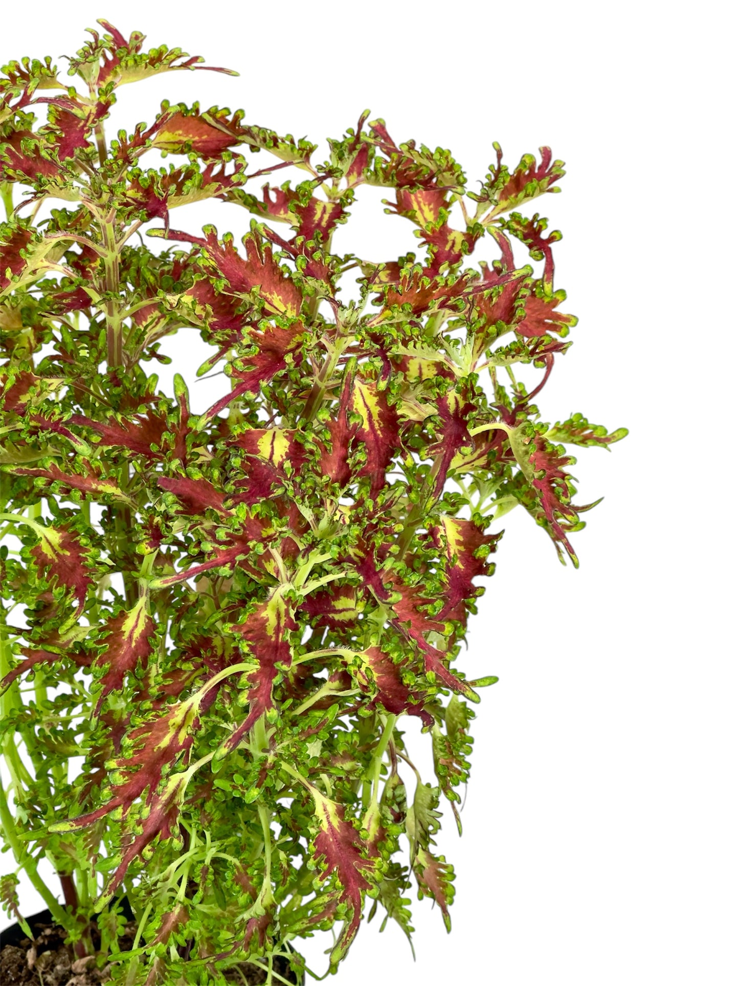 Coleus/Solenostemon Hybrid ''SP''