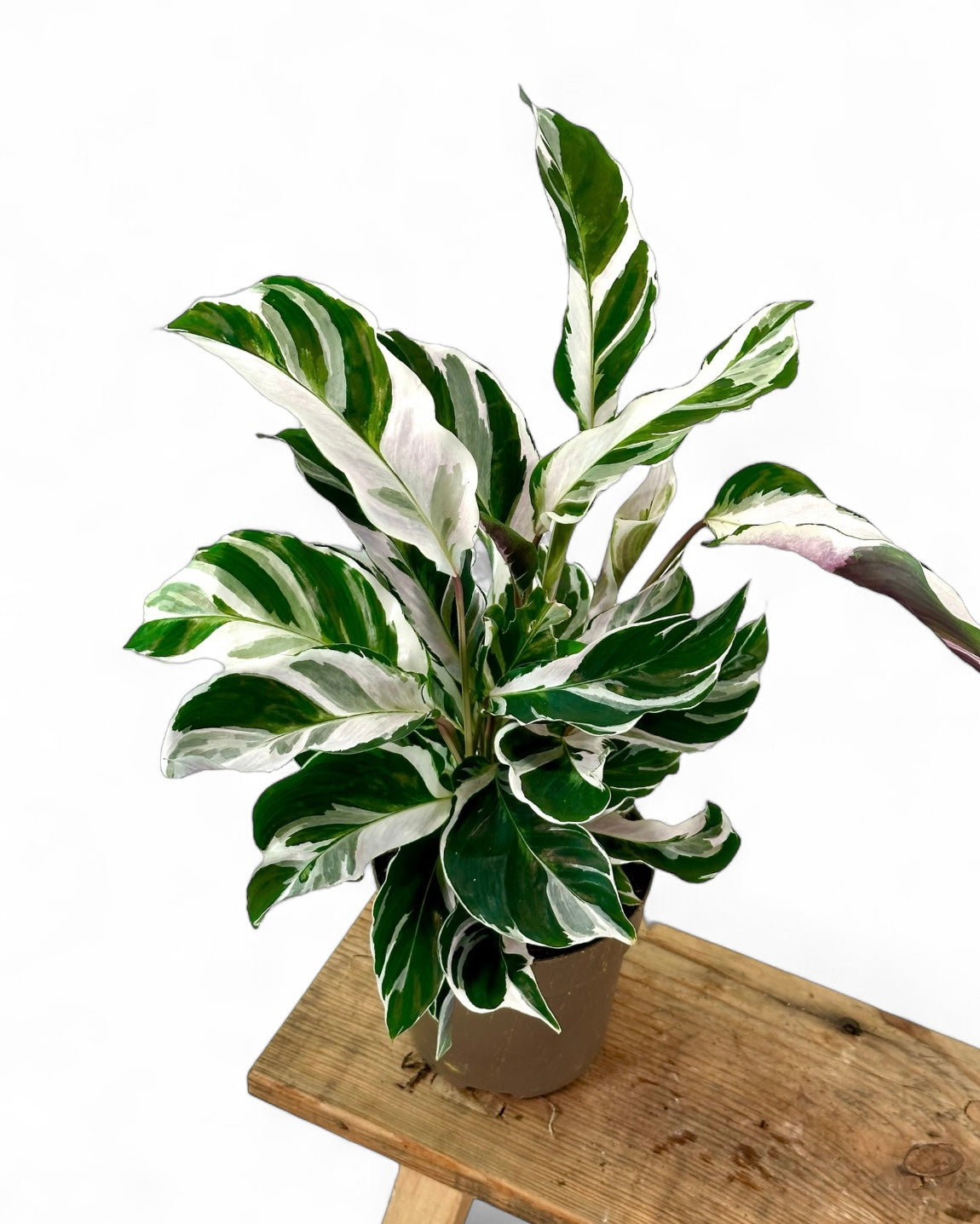Calathea White Fusion