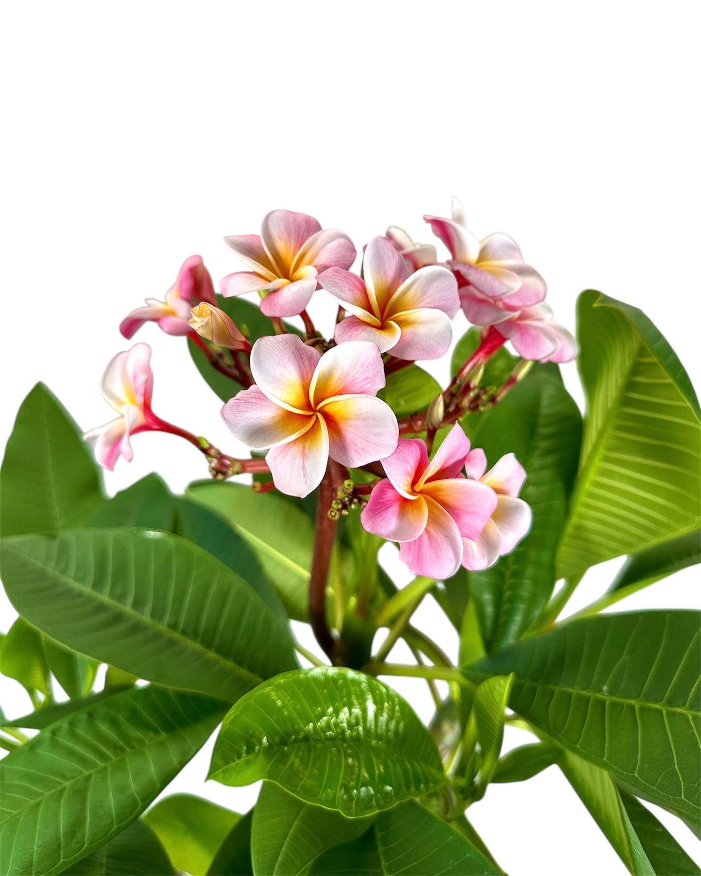Plumeria - Frangipanier