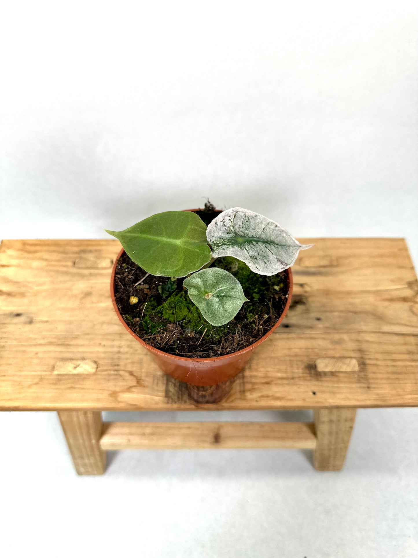 Alocasia Polly variegata 0902