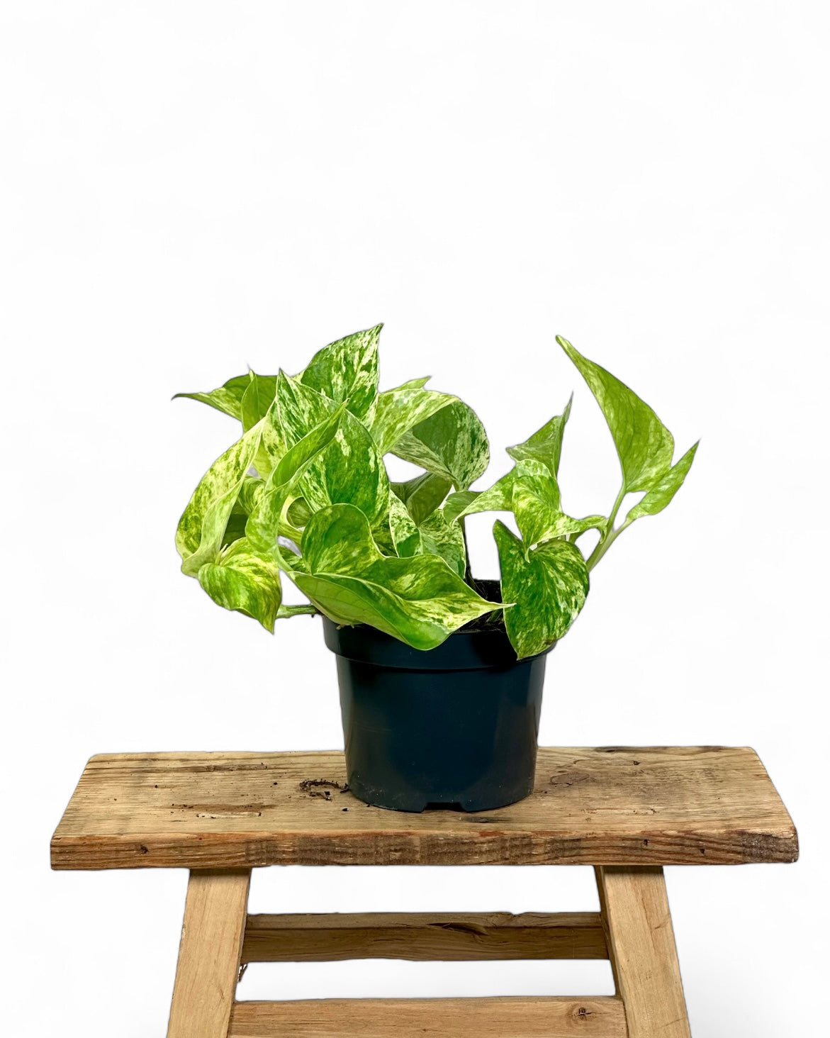 Epipremnum Marble Queen