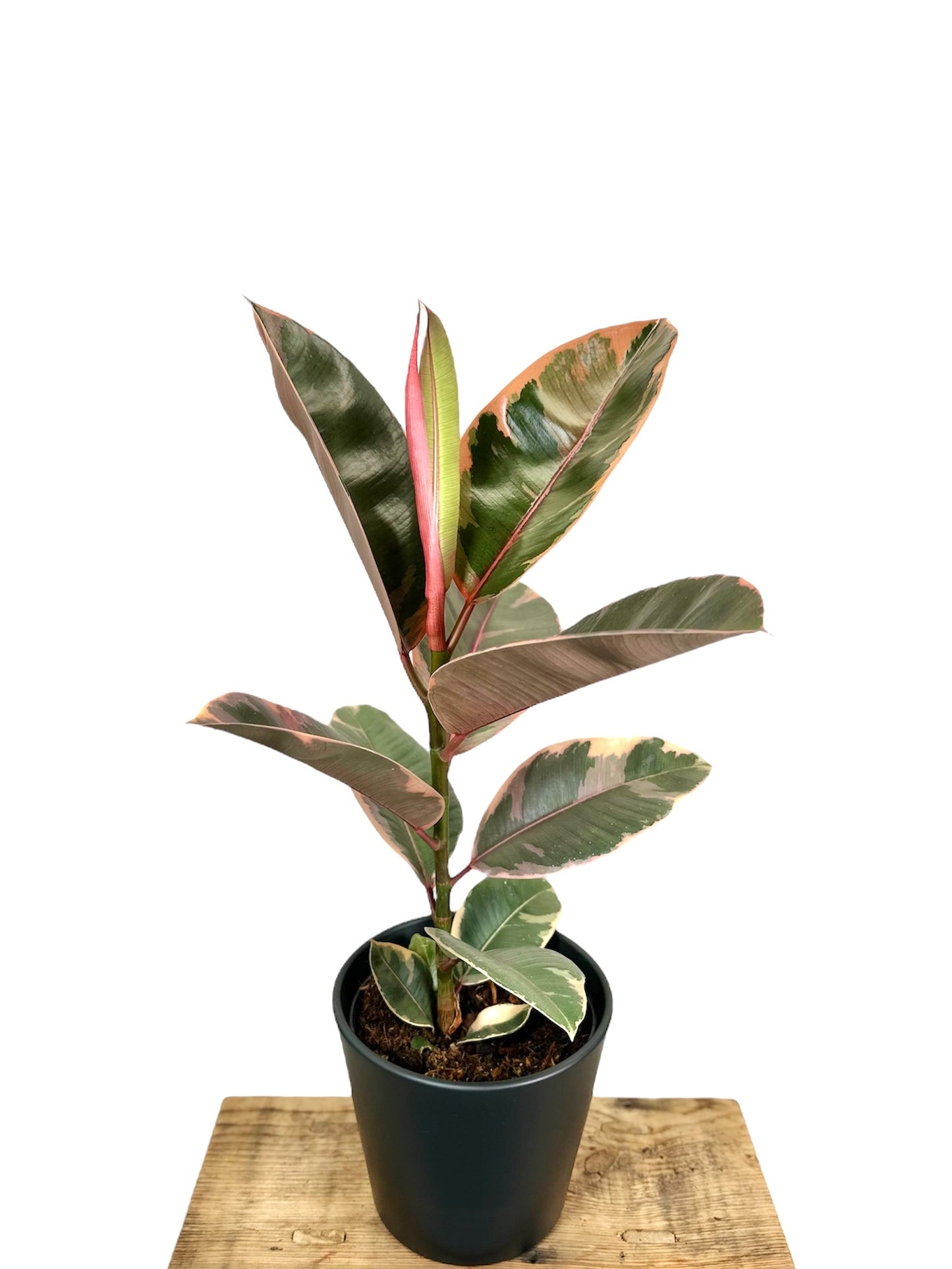 Ficus Elastica Ruby