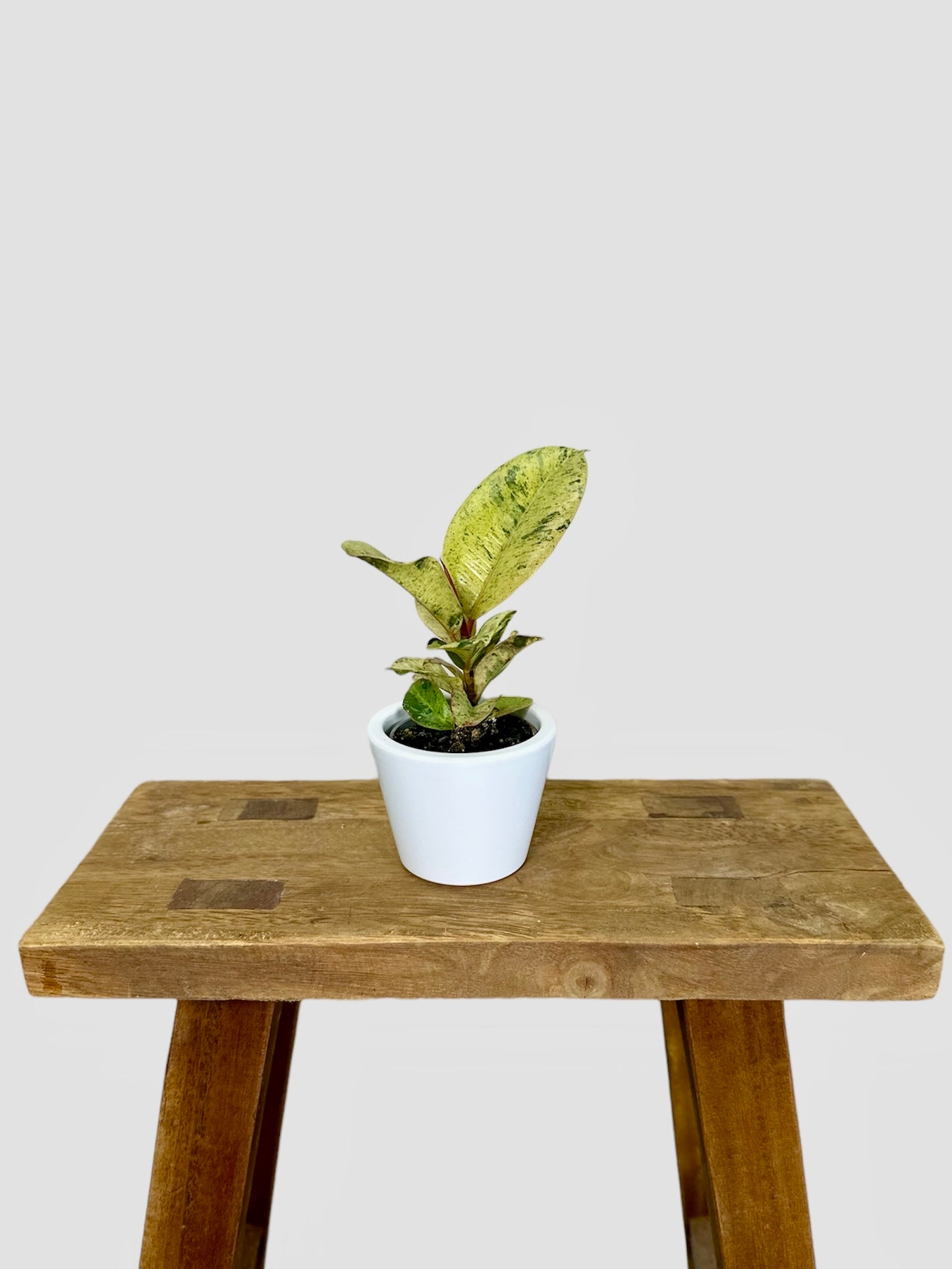 Cache-pot ''Classy'' blanc Ø6 cm