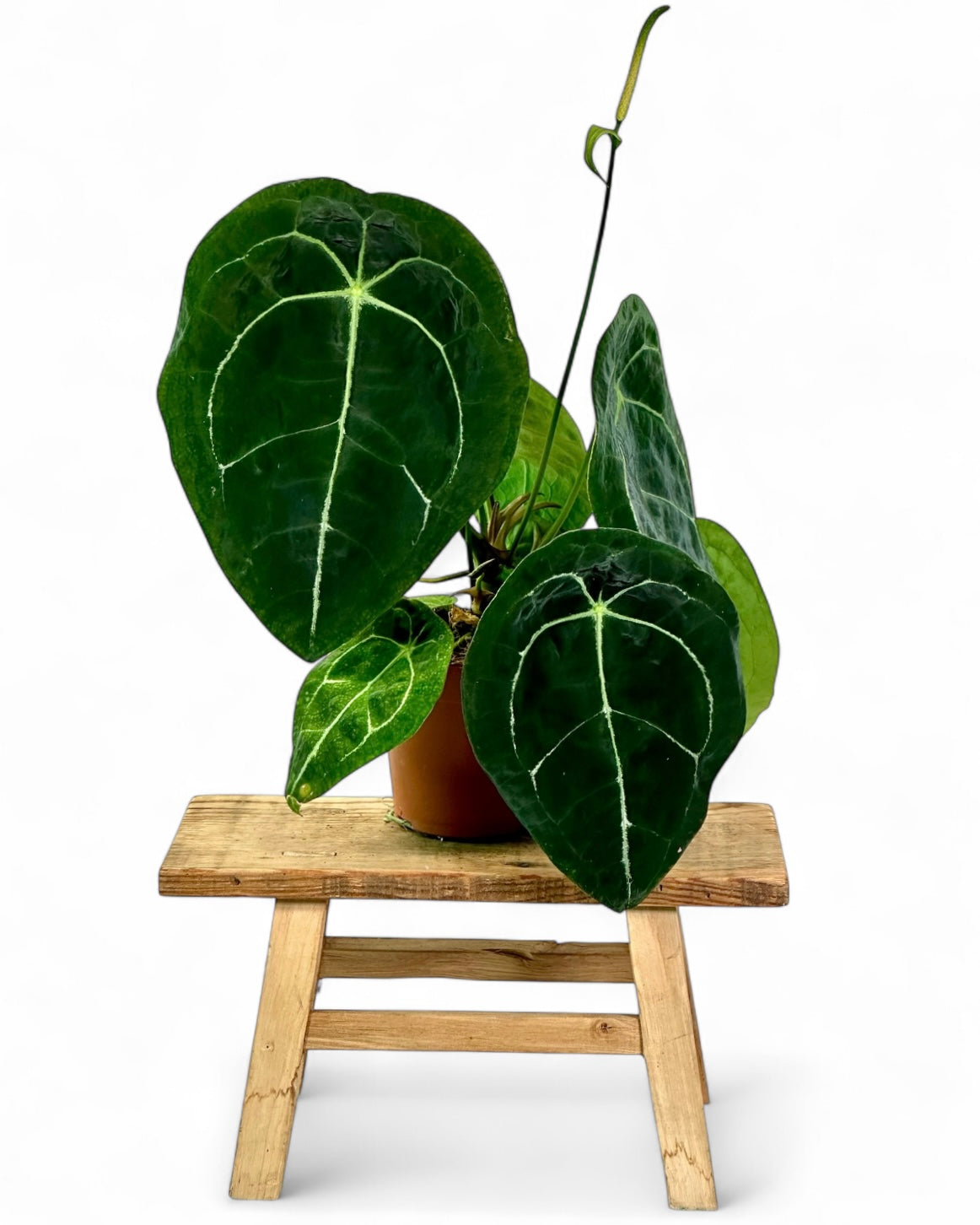 Anthurium Forgetii