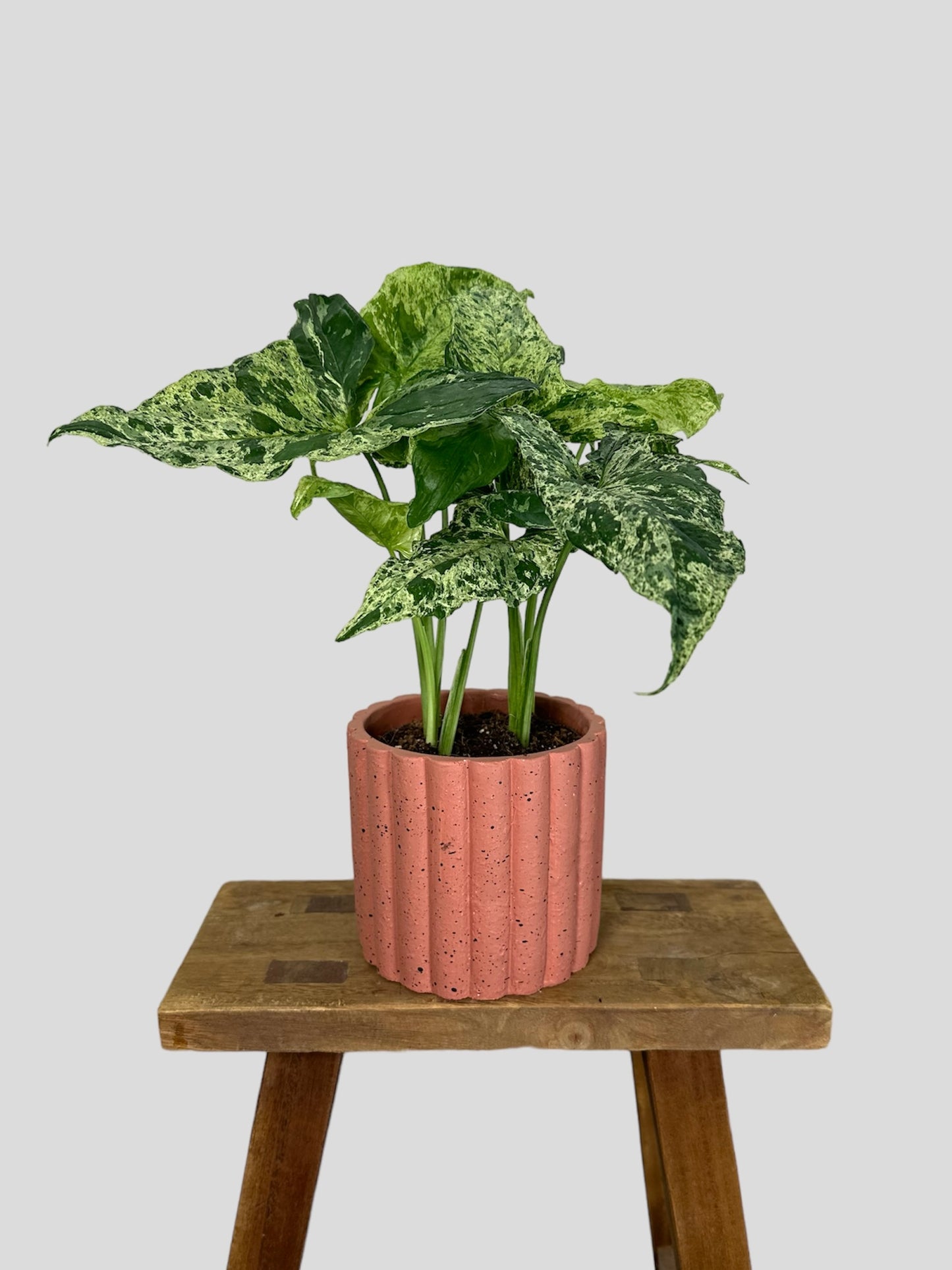 Cache-pot ''Sole'' Ø12