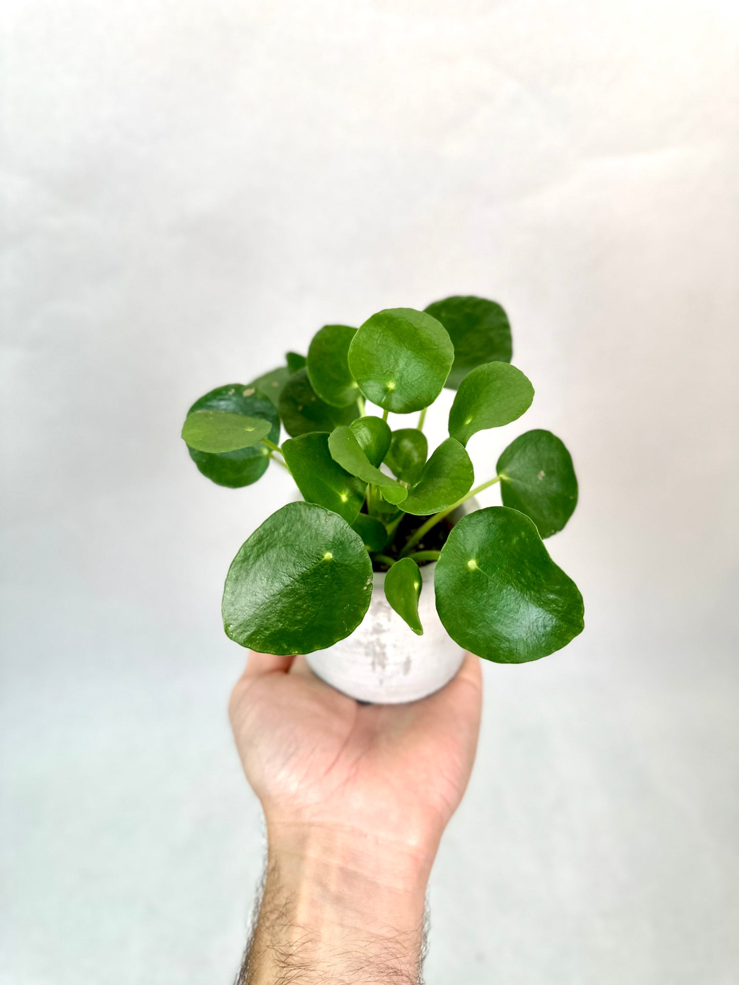 Pilea Peperomioides - Baby plant