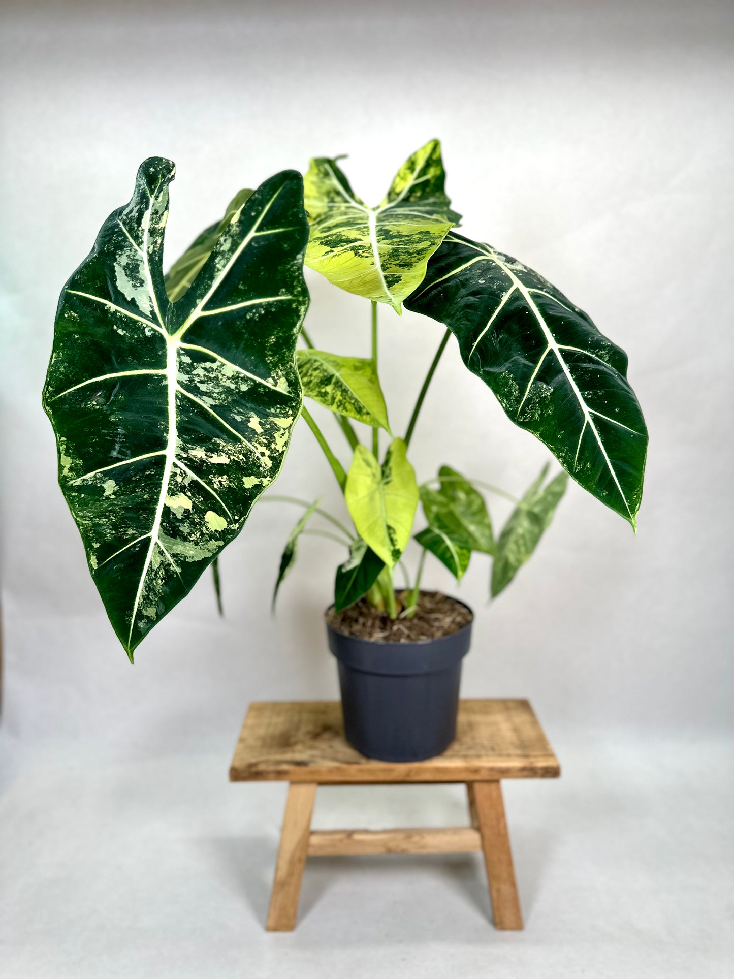 Alocasia Frydek variegata - Taille XL 1010
