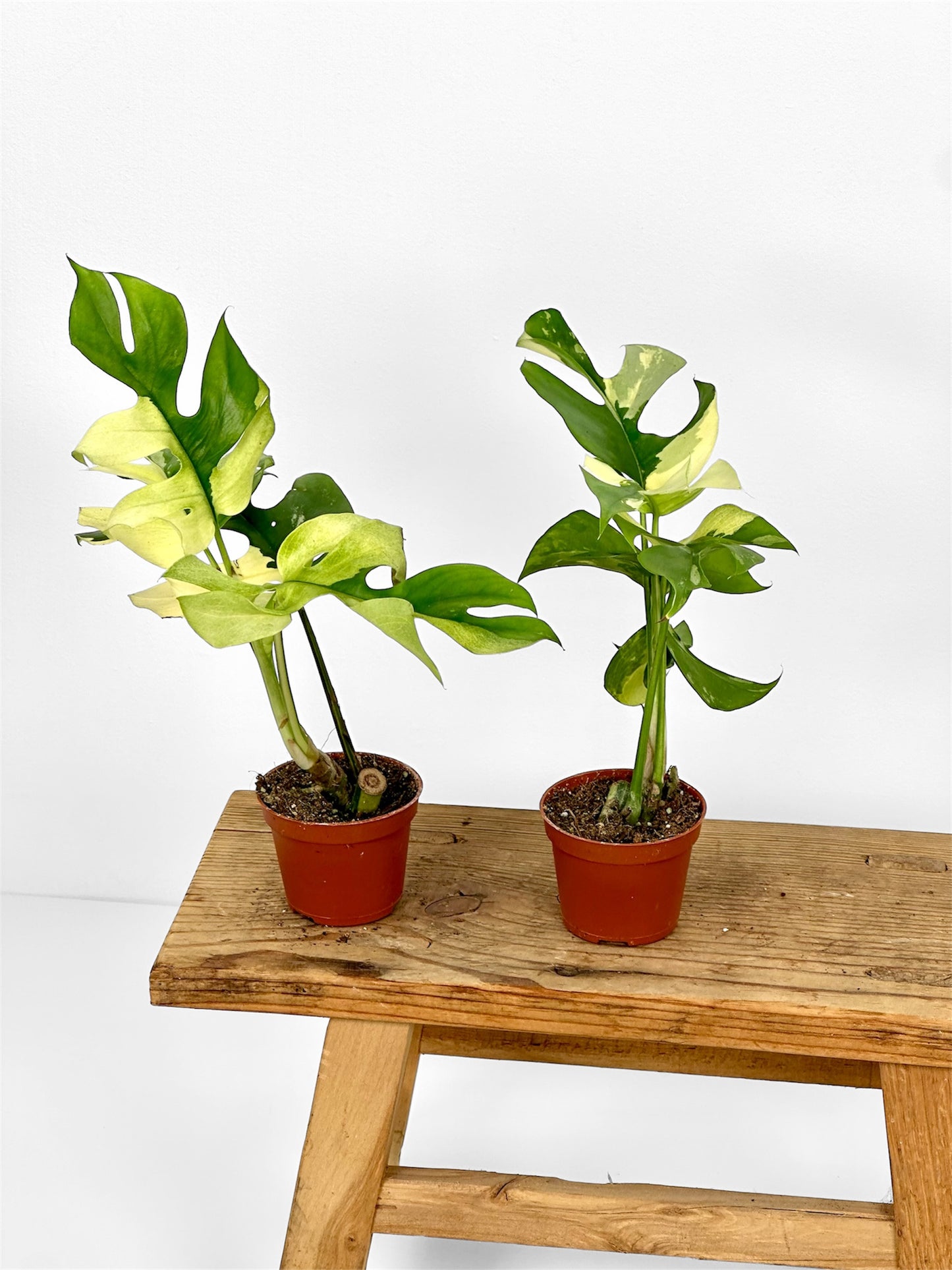Rhaphidophora Tetrasperma variegata - Baby plant