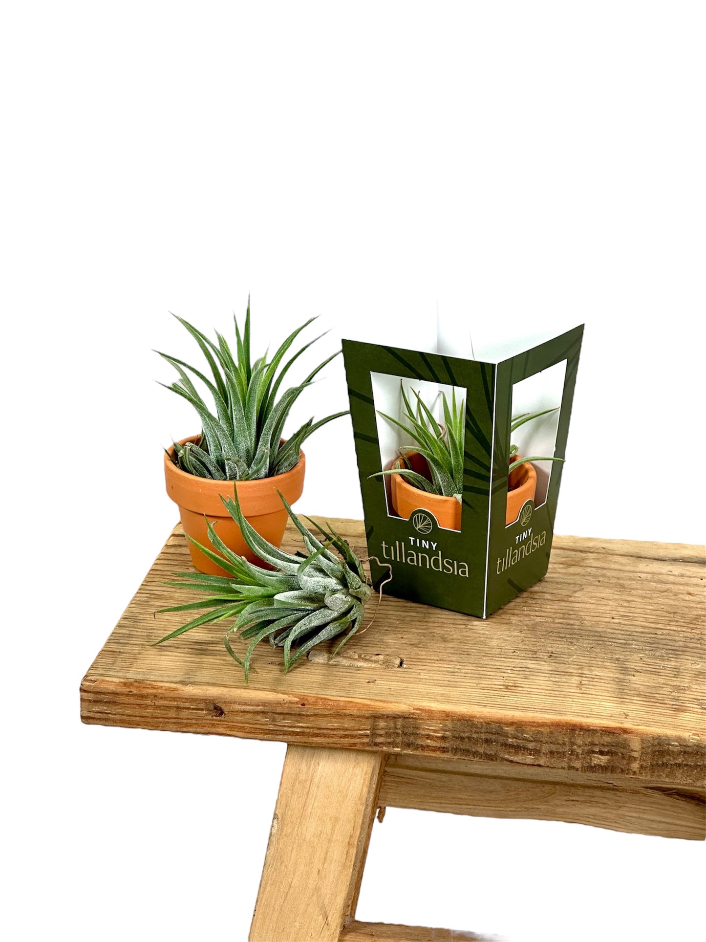 Tillandsia avec pot décoratif
