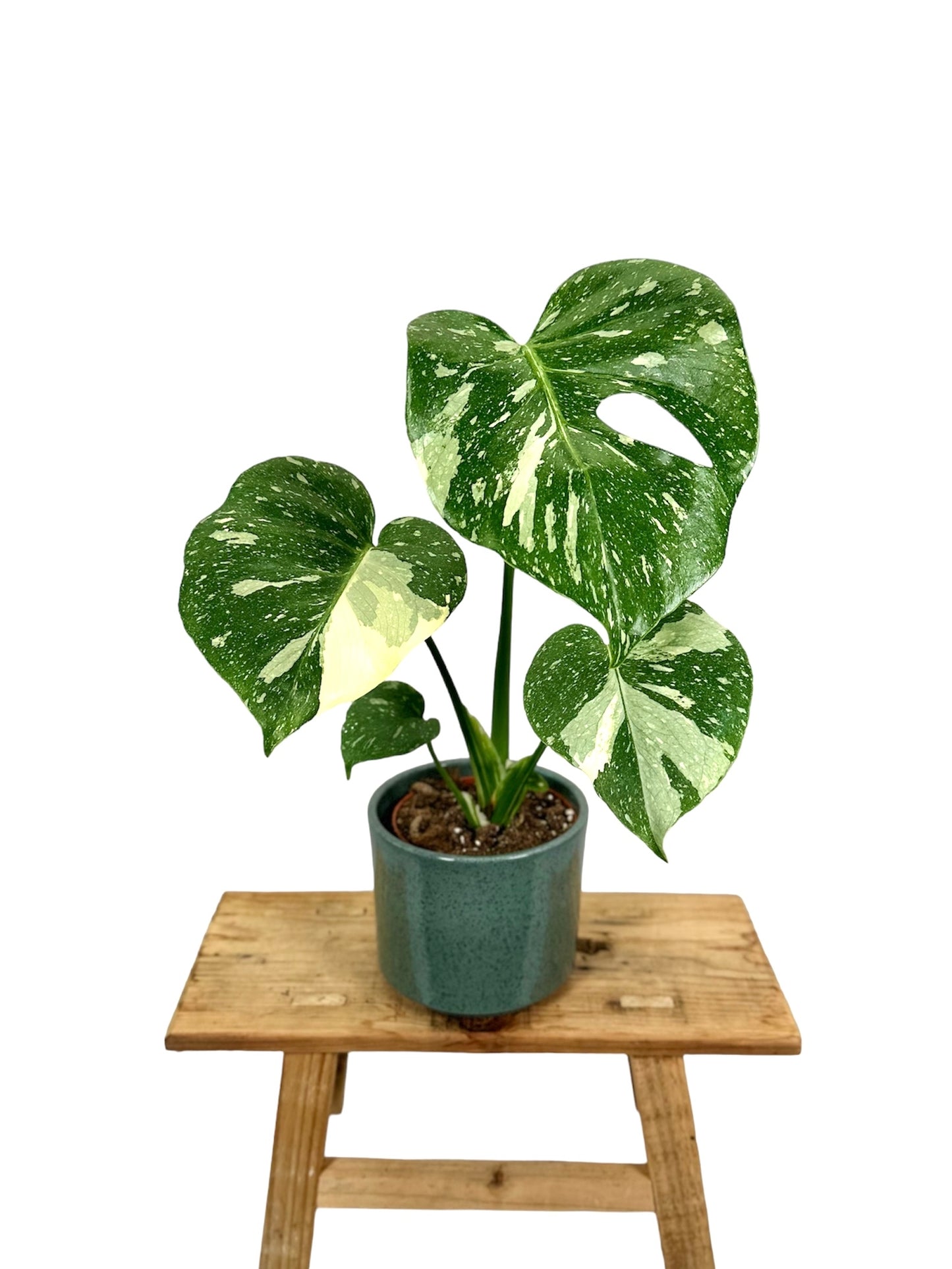 Monstera Thaï Constellation - Taille M 0908