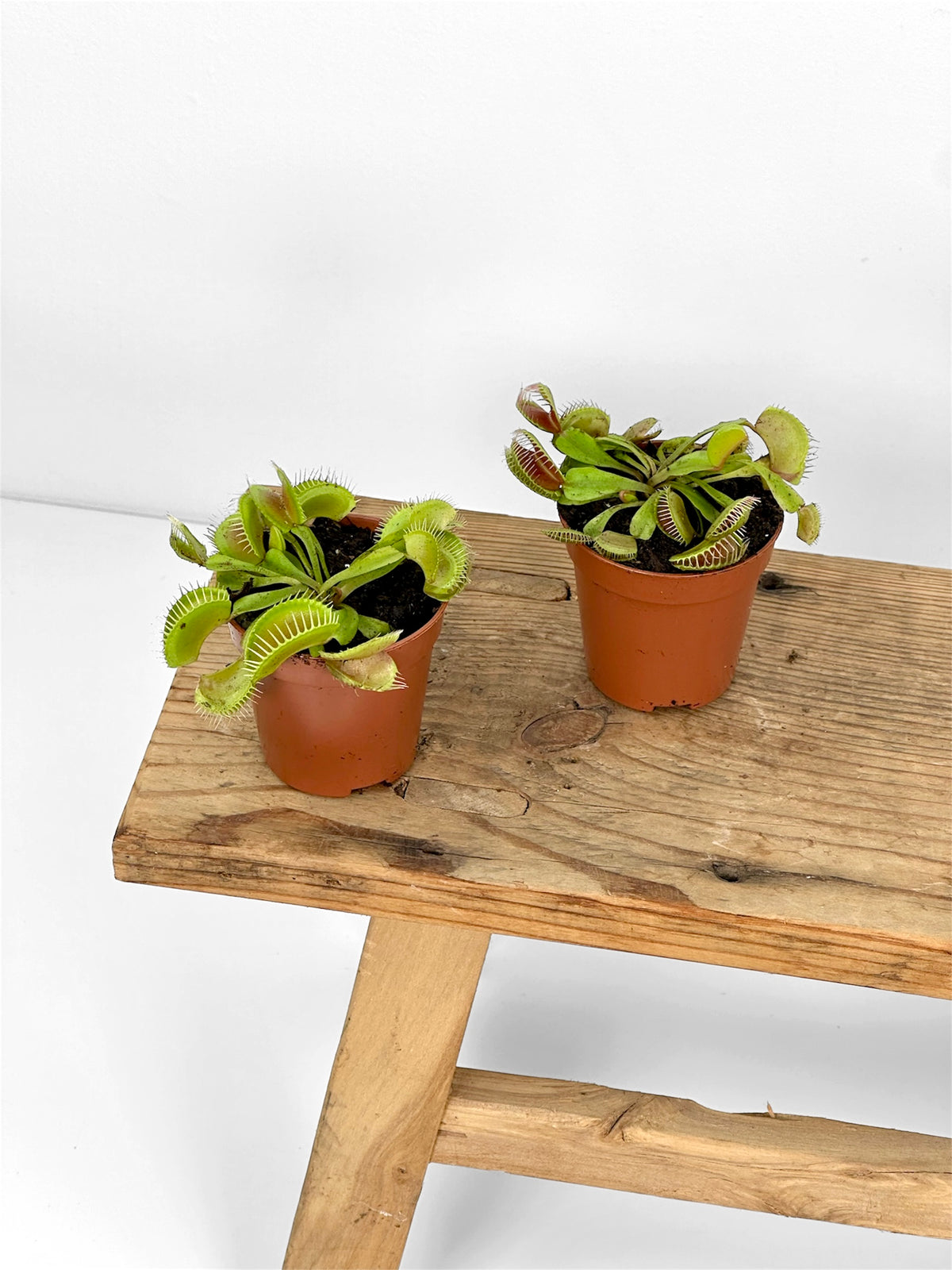 Dionaea Muscipula