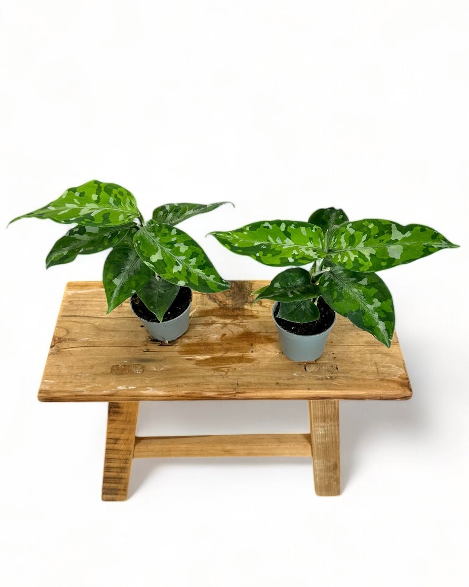 Aglaonema Pictum Tricolor - Baby plant