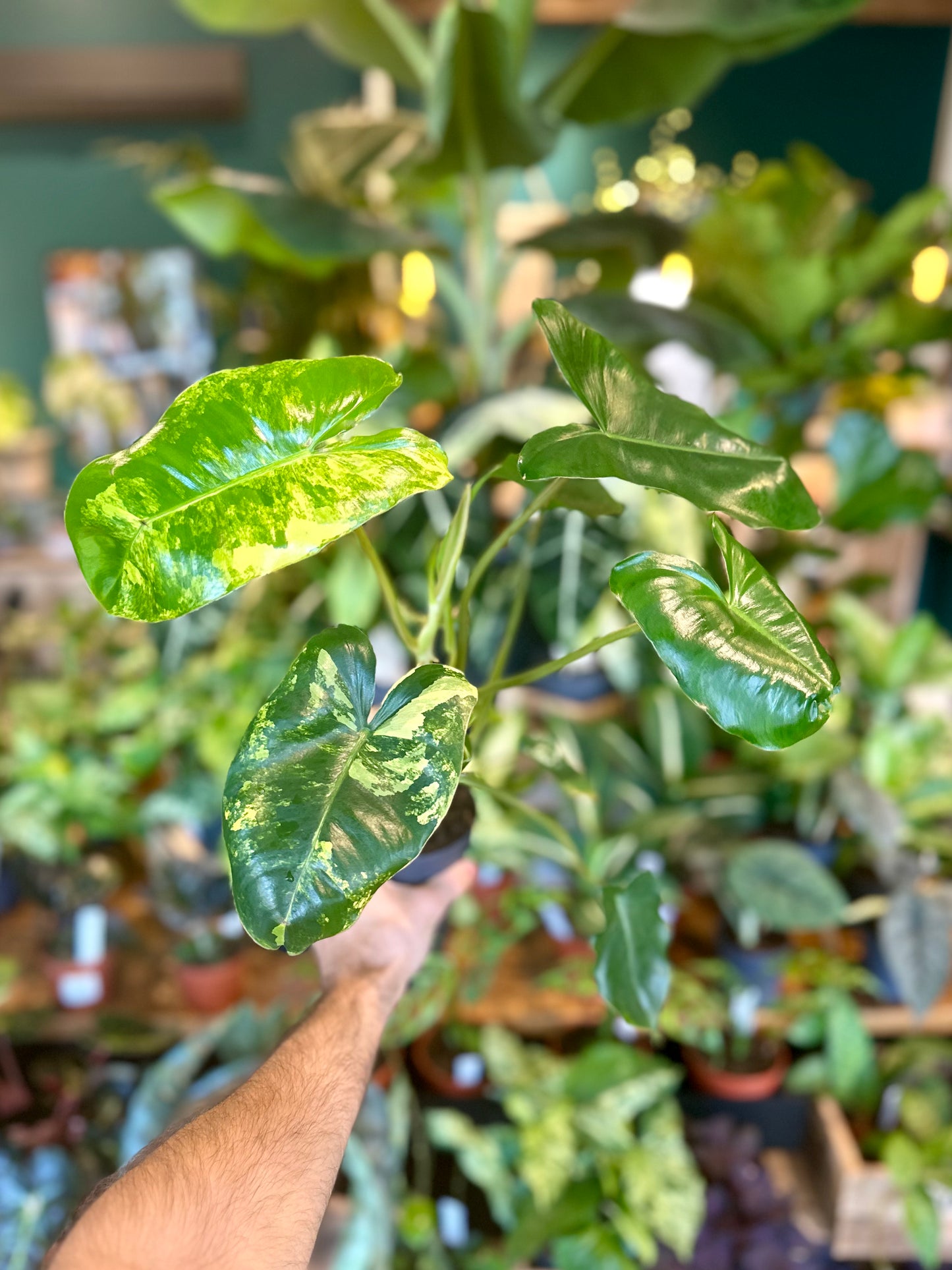 Philodendron Burle Marx variegata