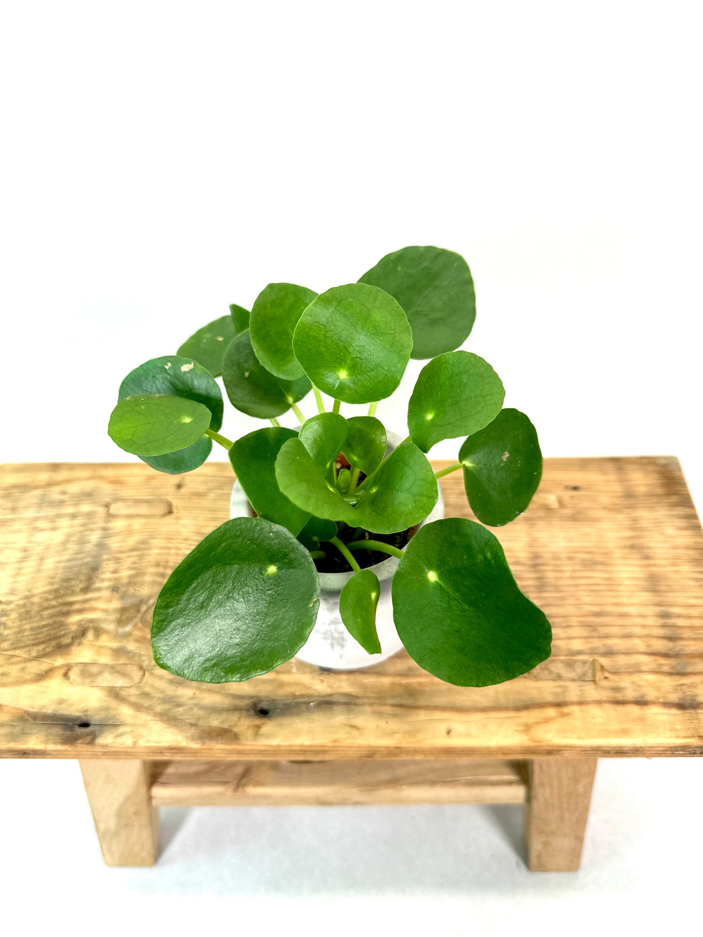 Pilea Peperomioides - Baby plant