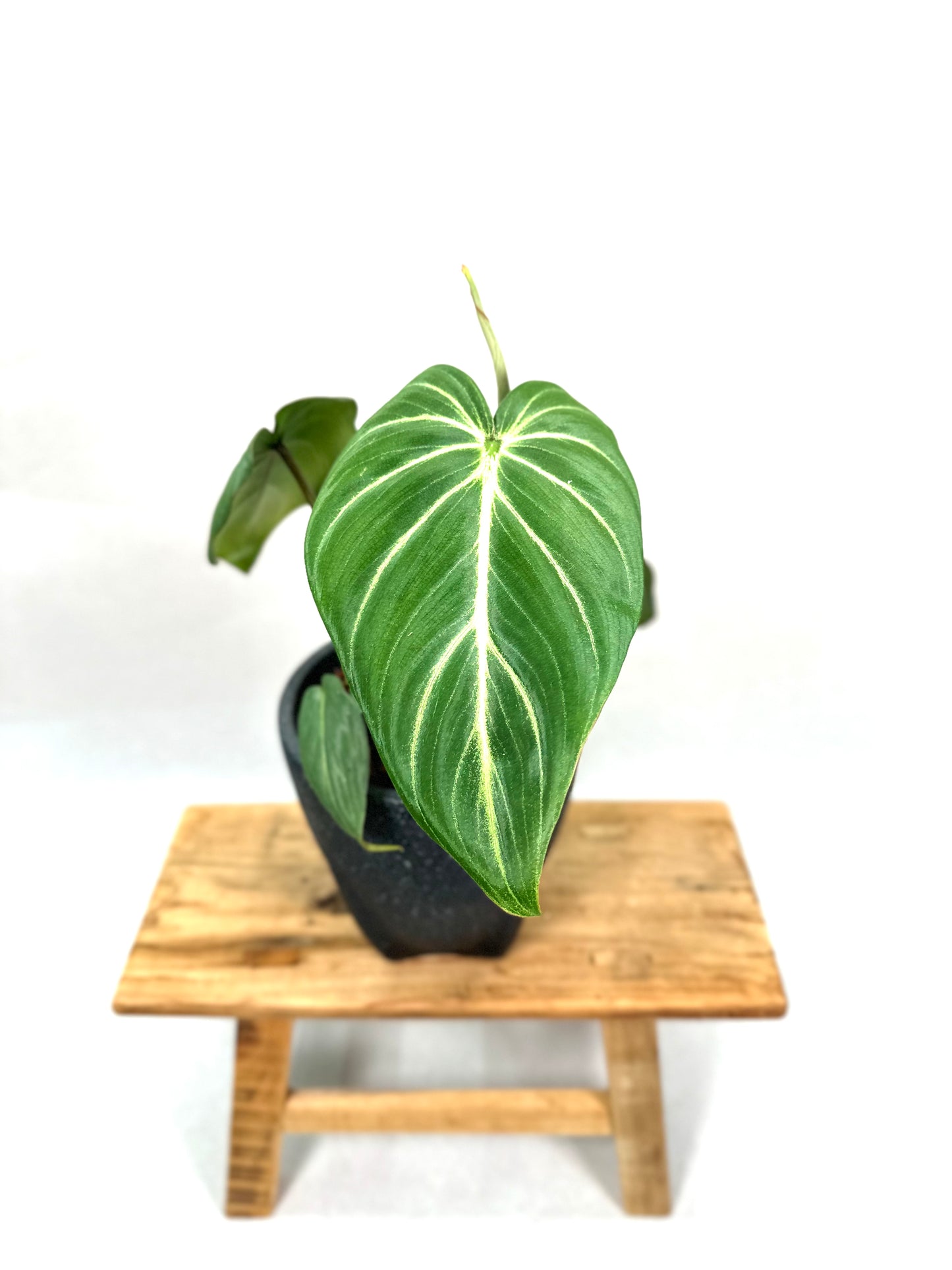 Philodendron Gloriosum (M)