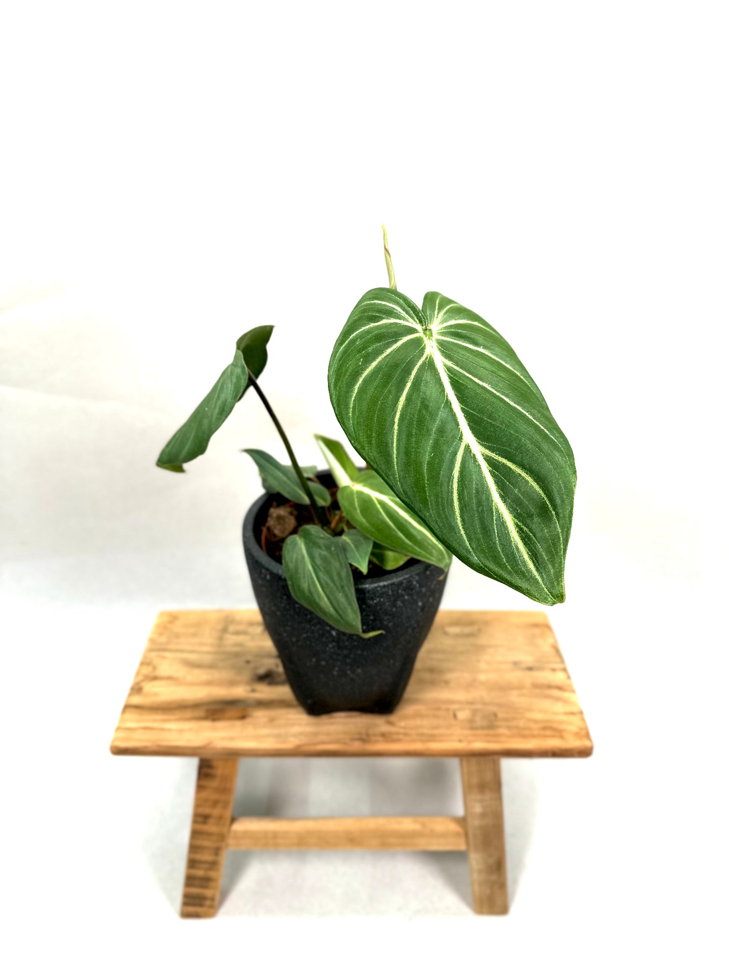 Philodendron Gloriosum (M)