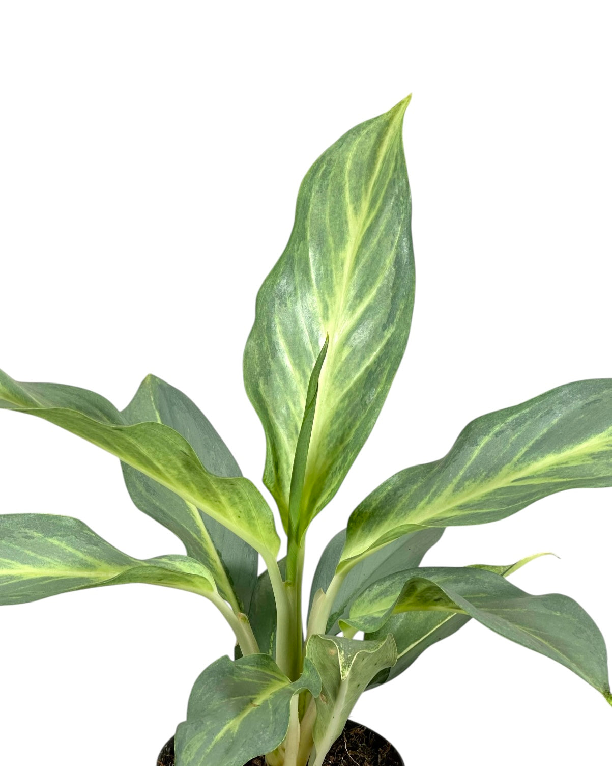 Aglaonema Aqua Green