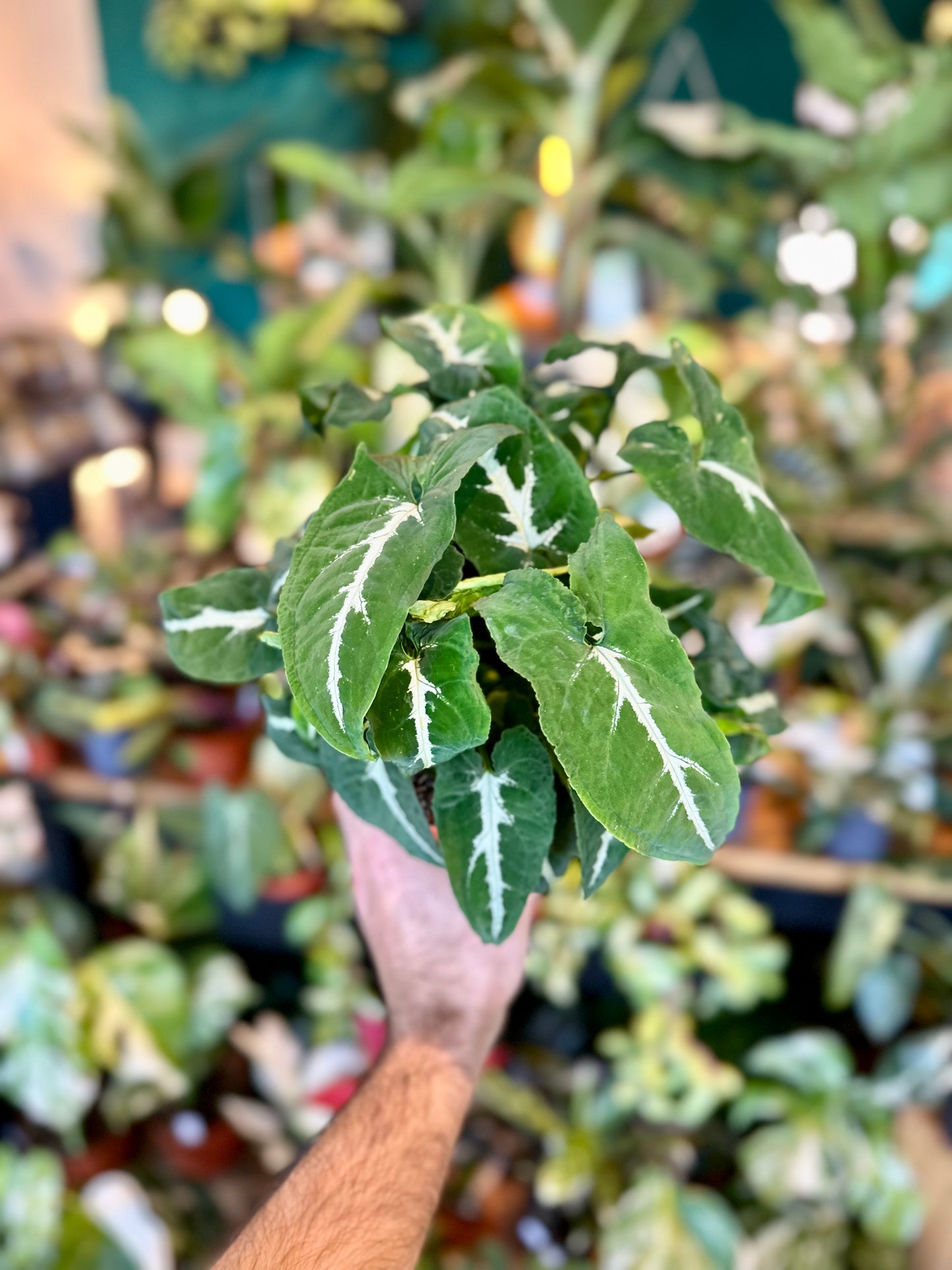 Syngonium Wendlandii