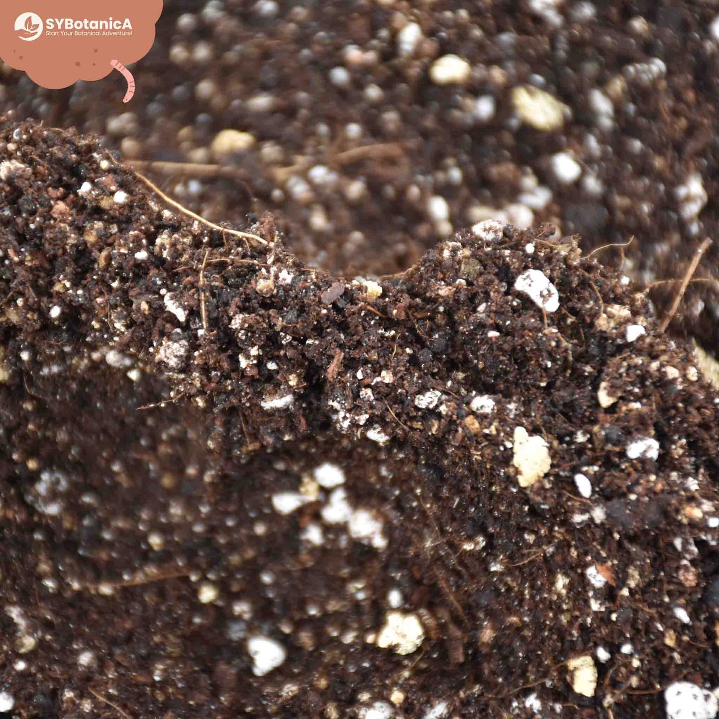 Premium Calathea & Maranta Mix 5L