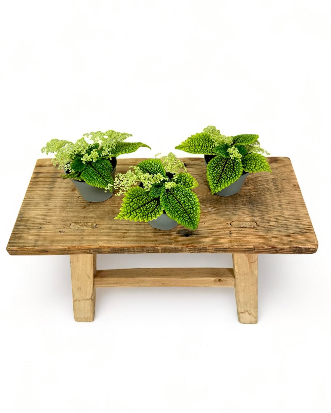 Pilea Moon Valley - Baby plant