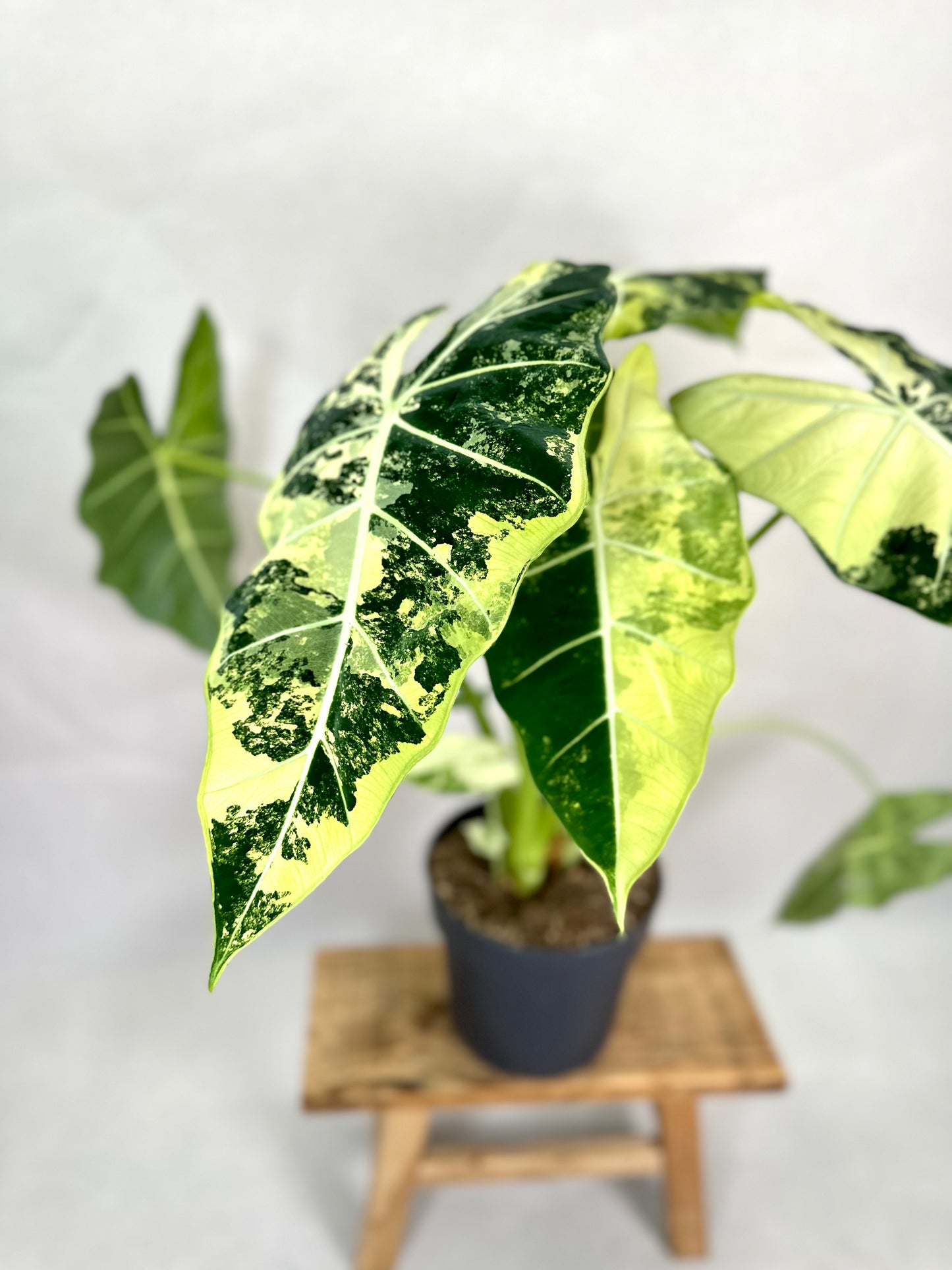 Alocasia Frydek variegata - Taille XL 1009