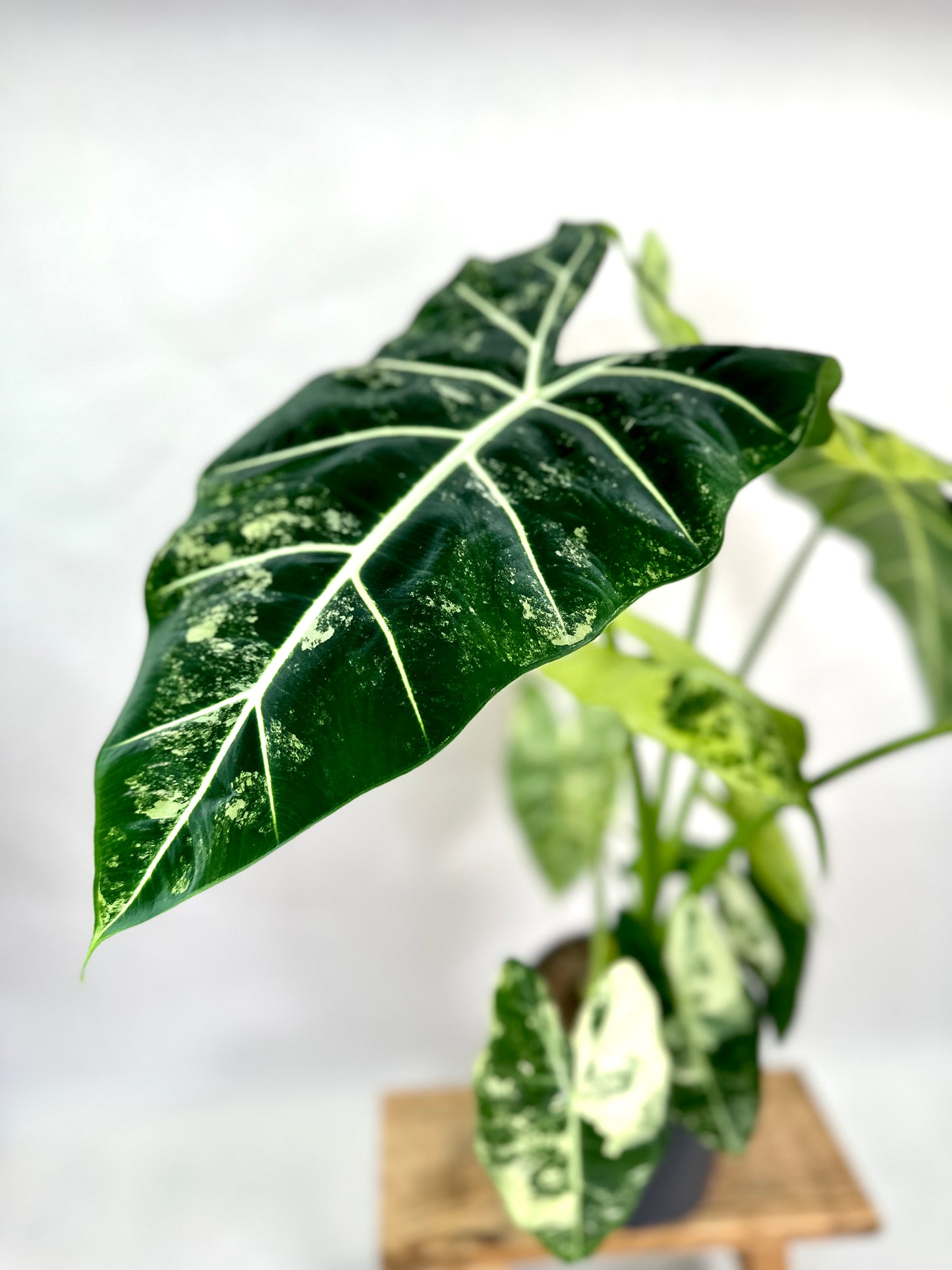 Alocasia Frydek variegata - Taille XL 1010