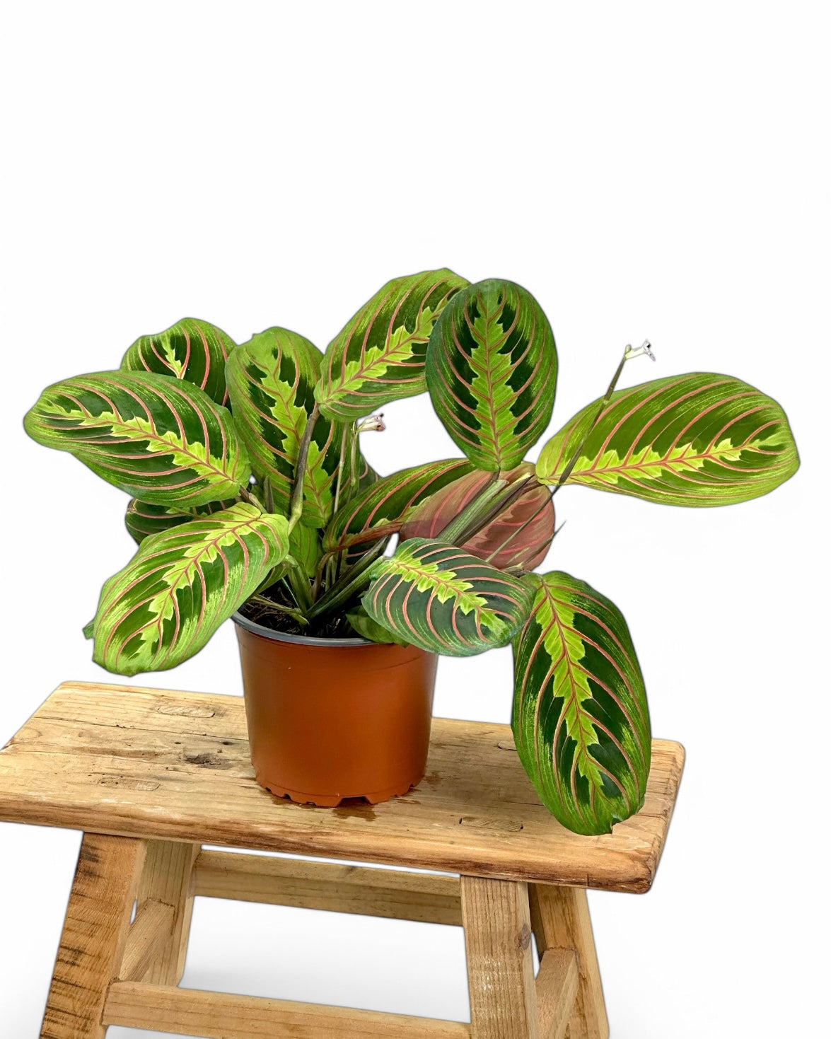 Maranta Leuconeura Fascinator