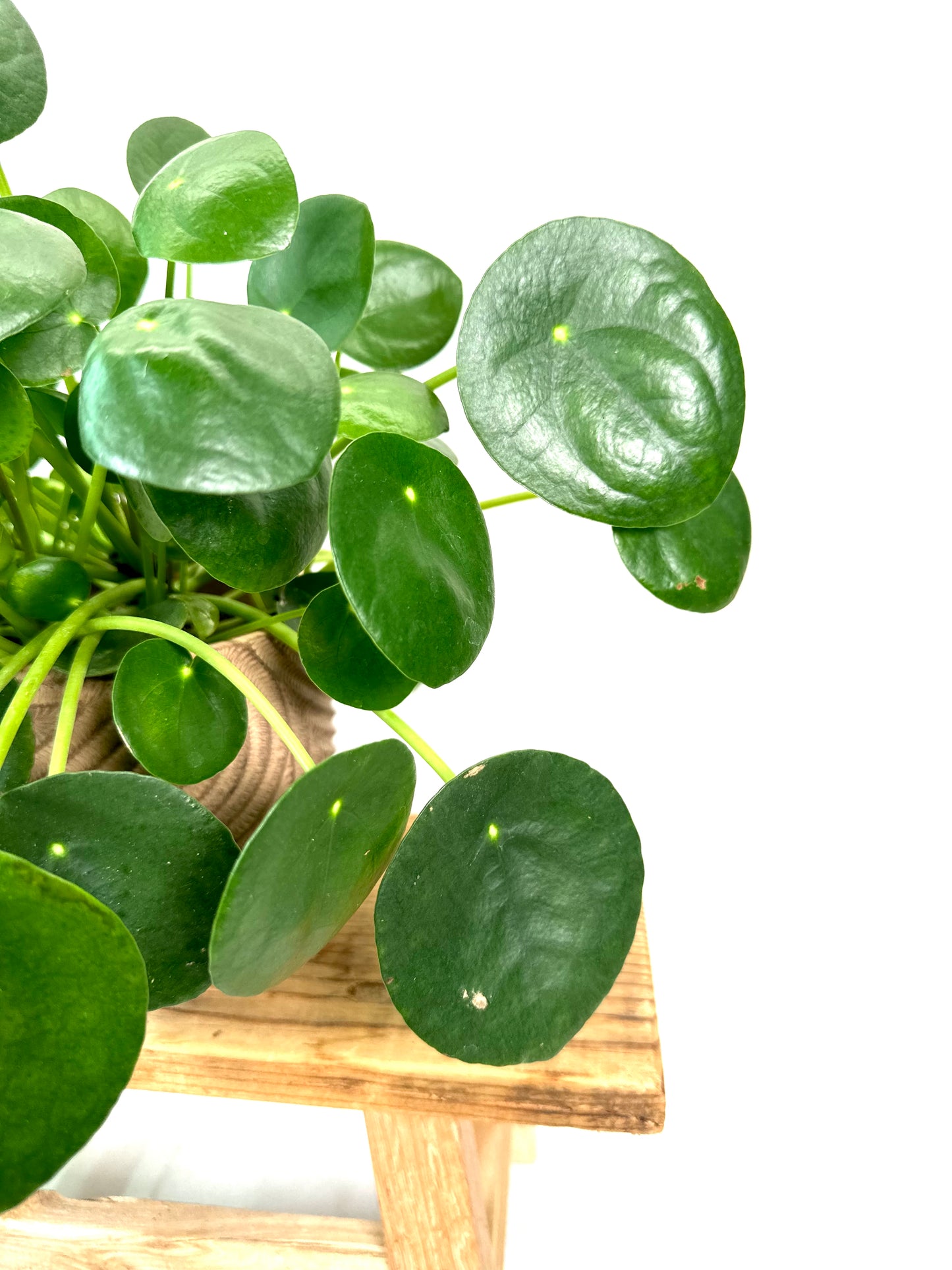 Pilea Peperomioides