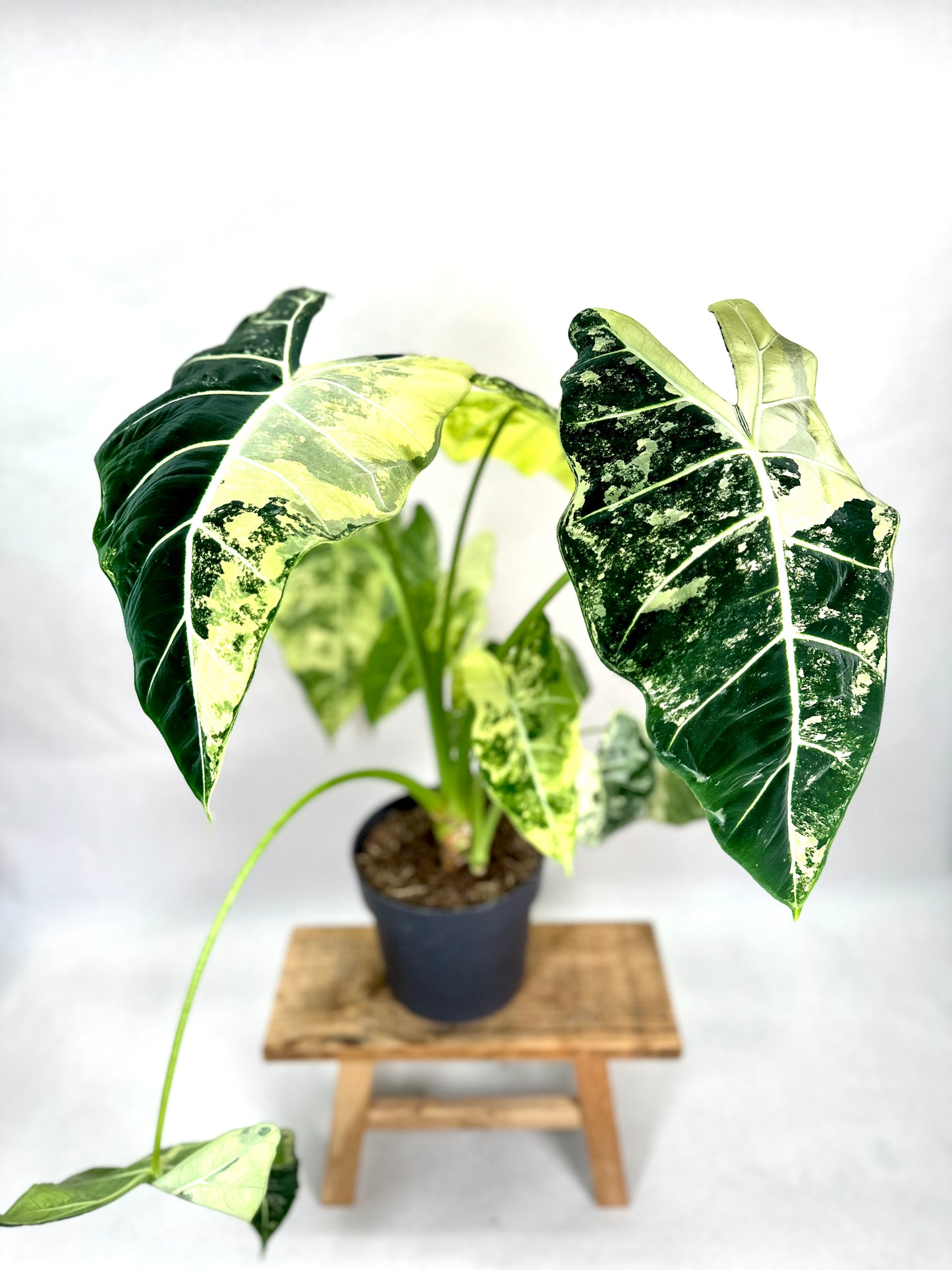 Alocasia Frydek variegata - Taille XL 1008