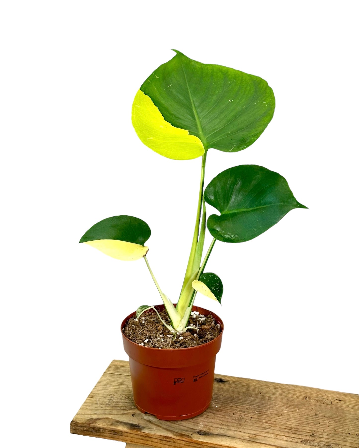 Monstera Deliciosa Aurea variegata