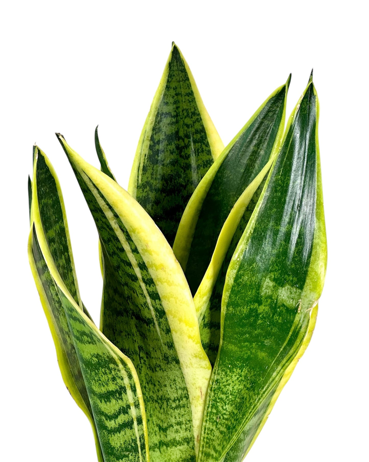 Sansevieria Superba 'pot Ø12 cm'