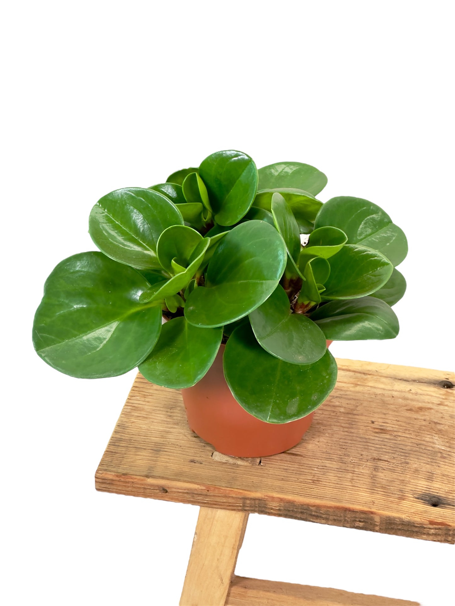 Peperomia Obtusifolia