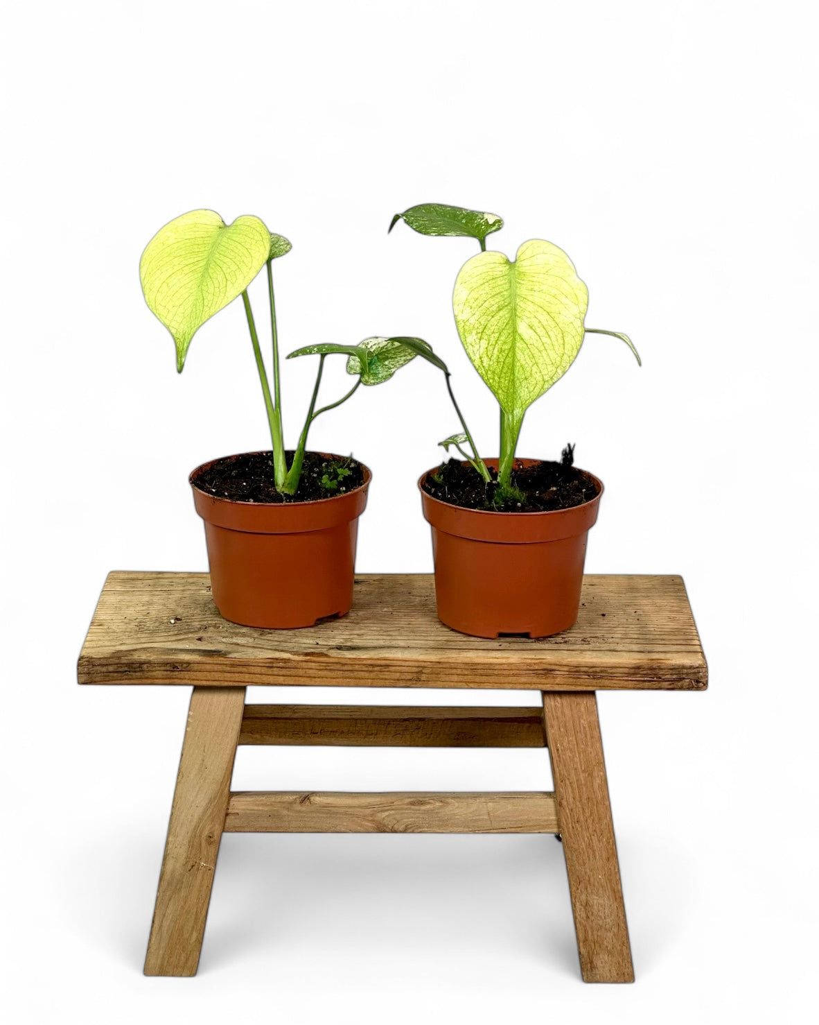 Monstera Deliciosa Mint