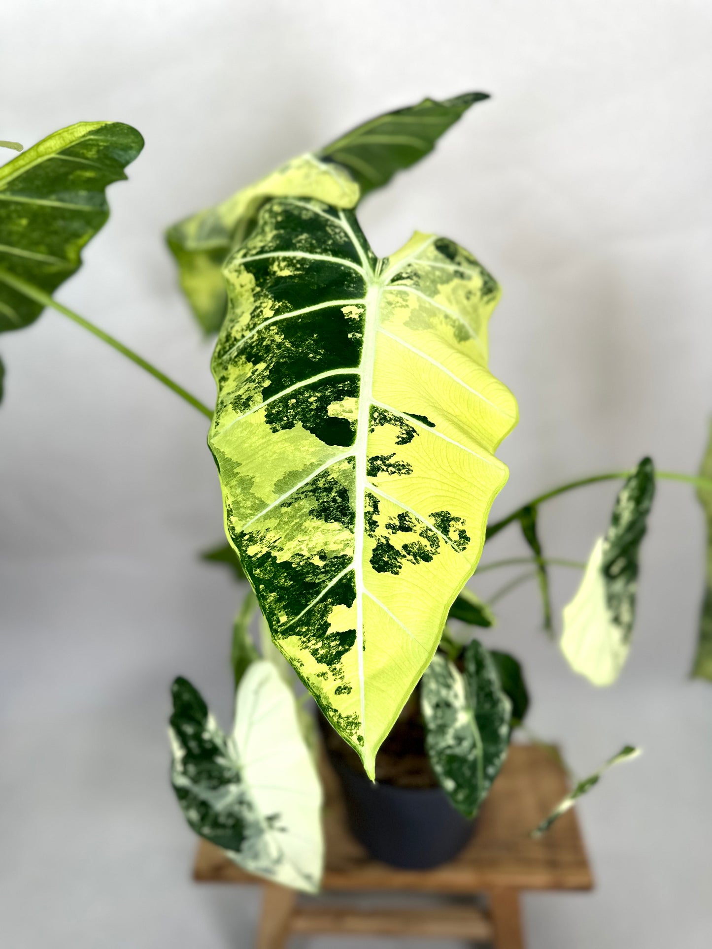 Alocasia Frydek variegata - Taille XL 1008